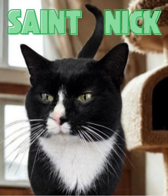 Saint Nick, a ADOPTABLE Domestic Short Hair in Greensburg, PA image 4/5