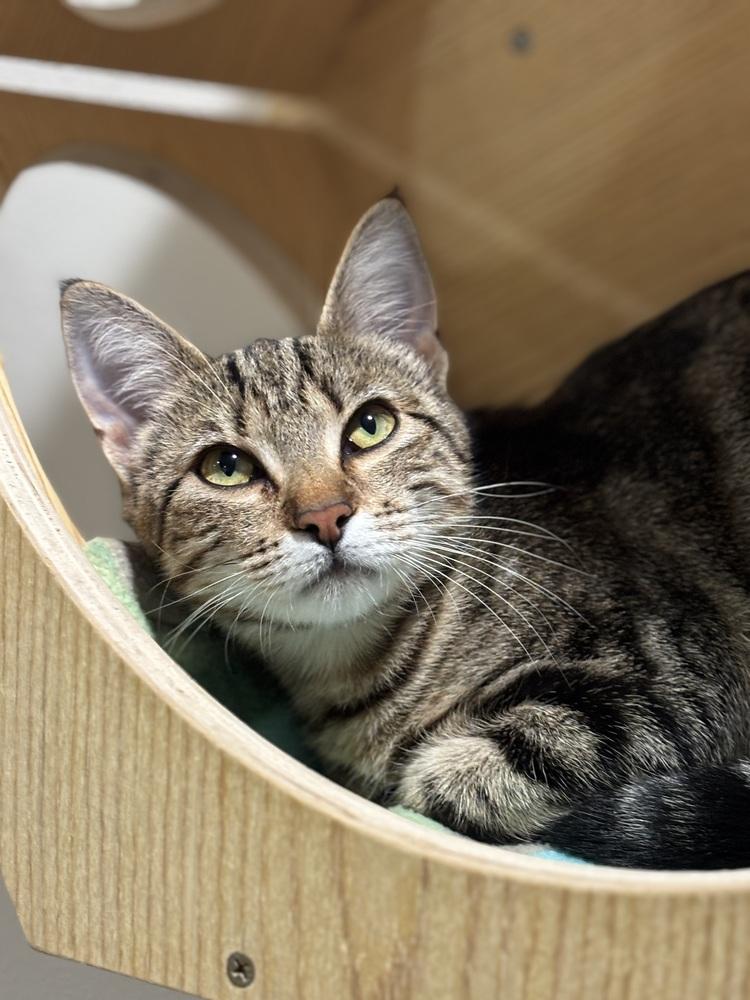 Suki — thumbnail 3