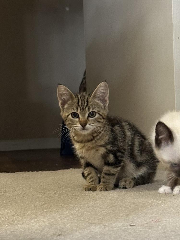 Suki — thumbnail 4