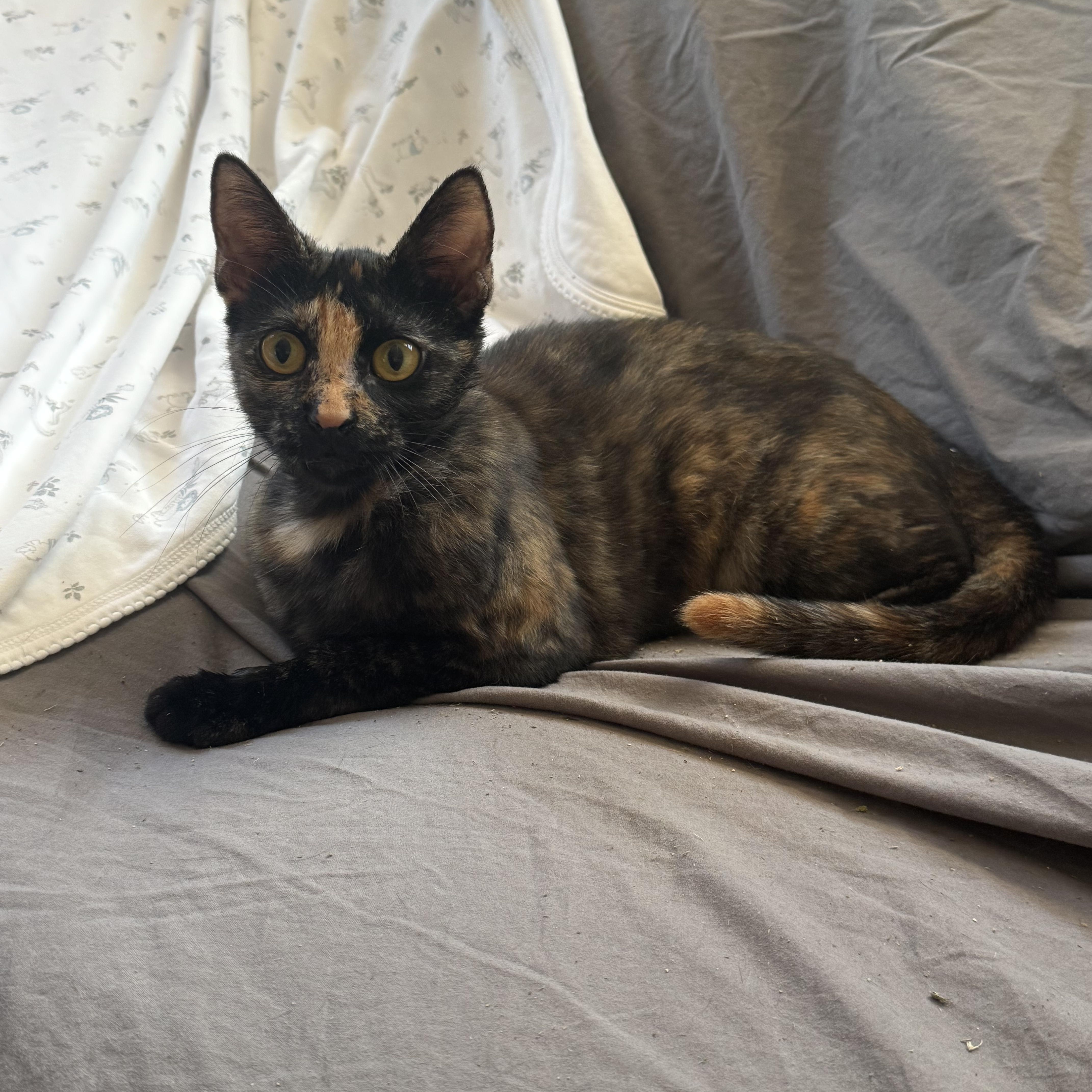 Enlarge Mia, a ADOPTABLE Tortoiseshell in Key Biscayne, FL image 1/2