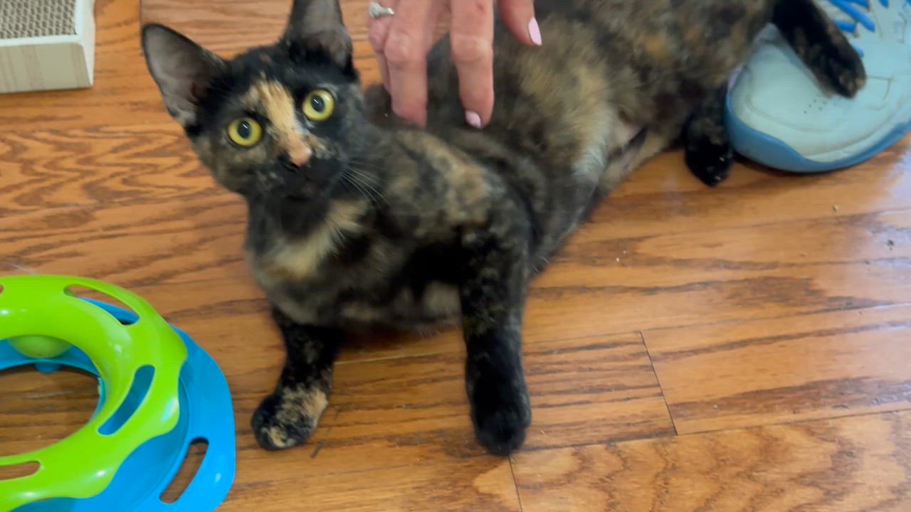 Enlarge Mia, a ADOPTABLE Tortoiseshell in Key Biscayne, FL video 2/2