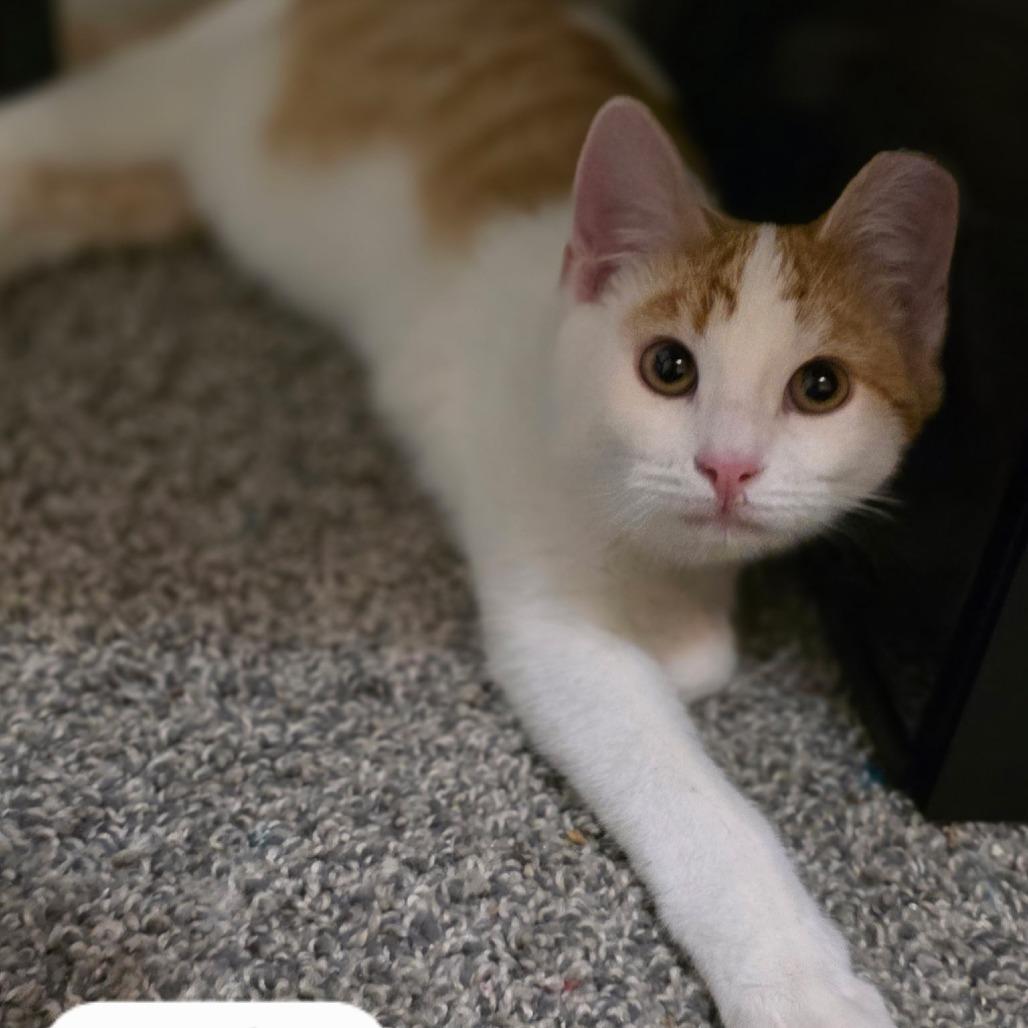 Enlarge Meli, a Adoptable Domestic Short Hair in Layton, UT image 1/5