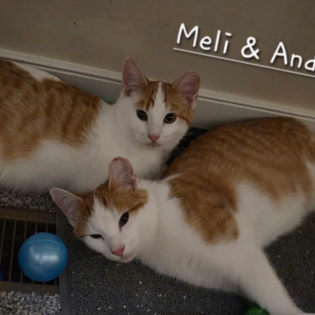 Enlarge Meli, a Adoptable Domestic Short Hair in Layton, UT image 2/5