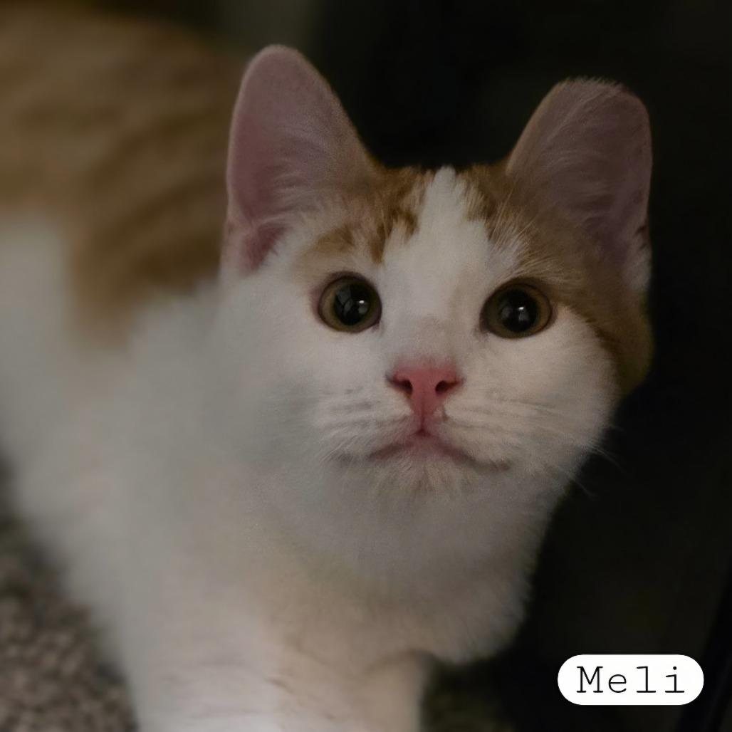 Enlarge Meli, a Adoptable Domestic Short Hair in Layton, UT image 3/5