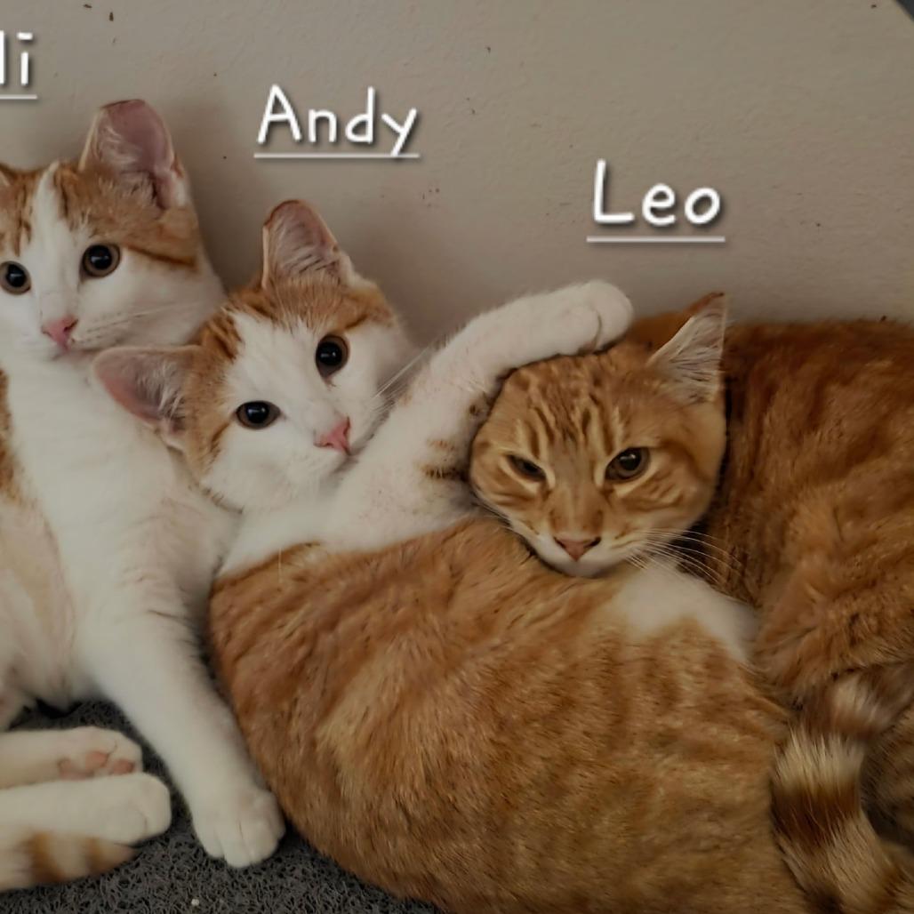 Enlarge Meli, a Adoptable Domestic Short Hair in Layton, UT image 4/5