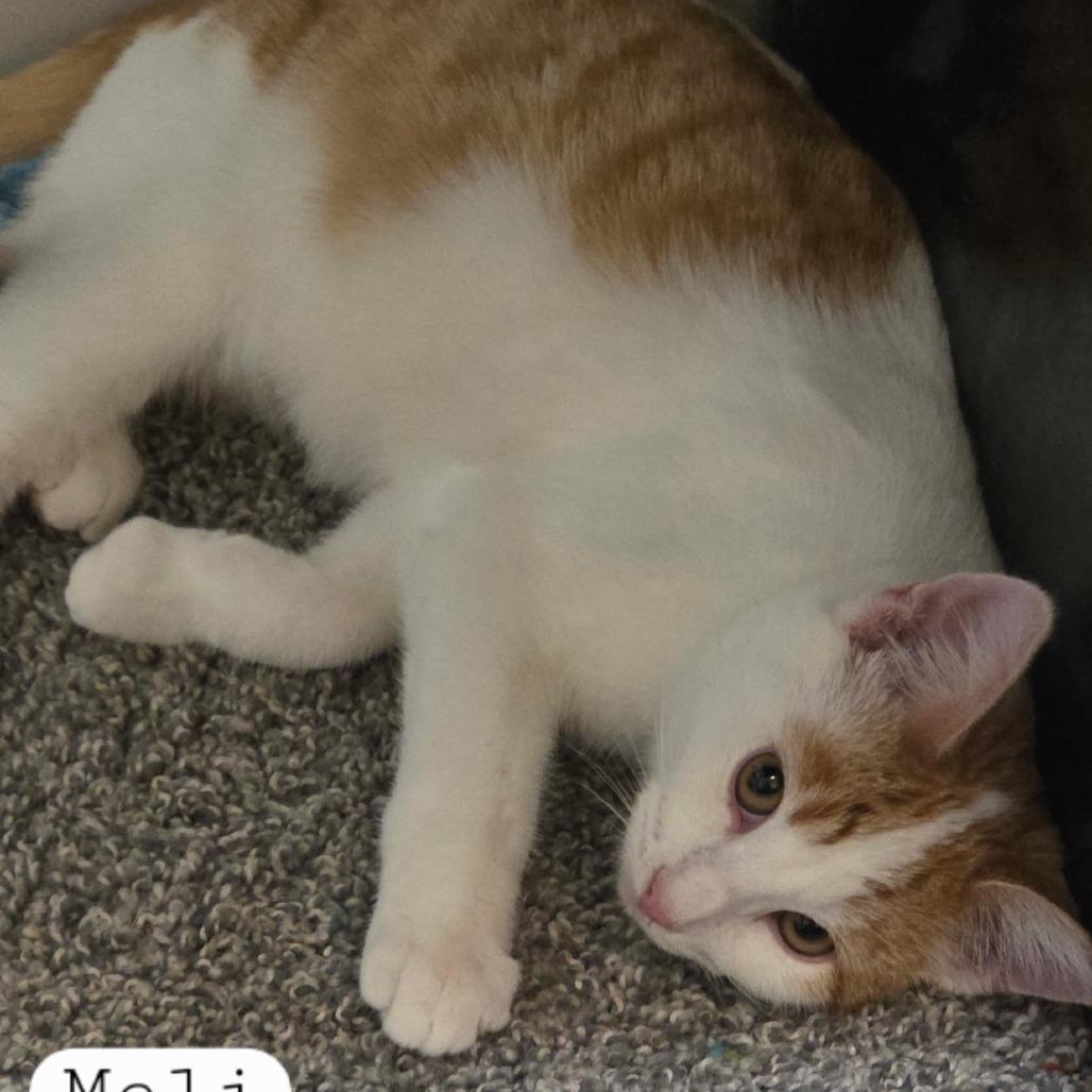 Enlarge Meli, a Adoptable Domestic Short Hair in Layton, UT image 5/5