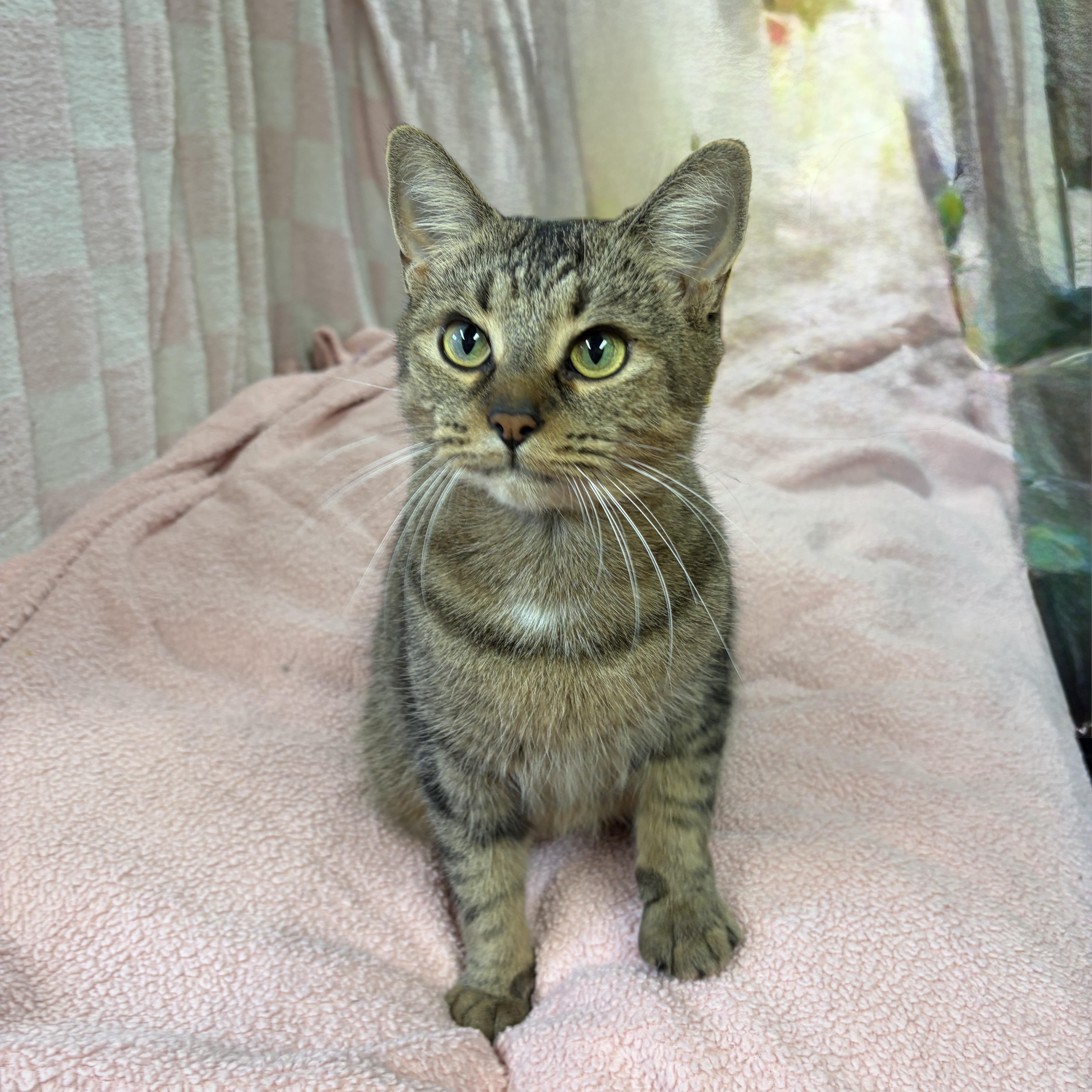 Enlarge LOVEY (only cat), a Adopted Tabby in Shakespeare, ON image 2/4