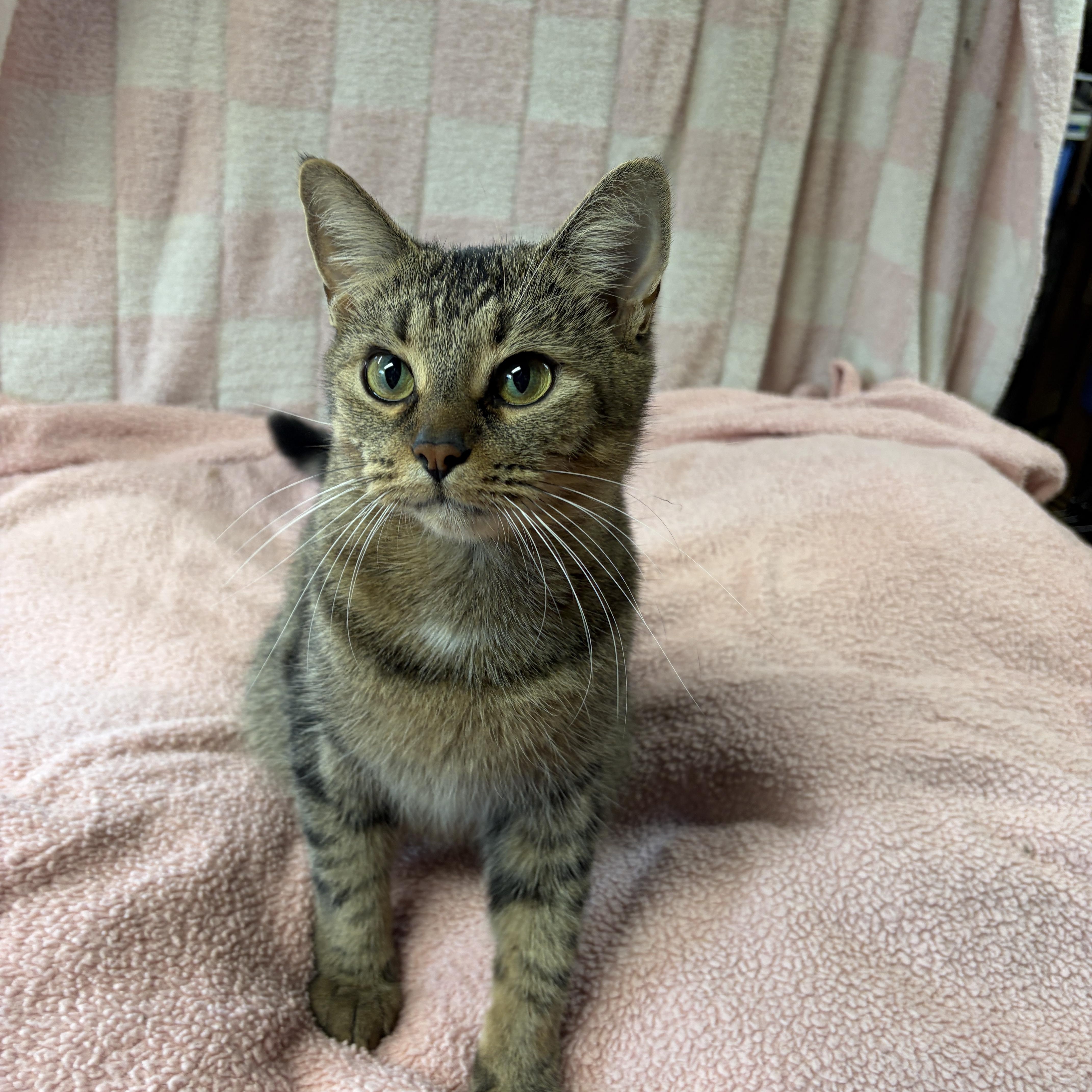 Enlarge LOVEY (only cat), a Adopted Tabby in Shakespeare, ON image 4/4