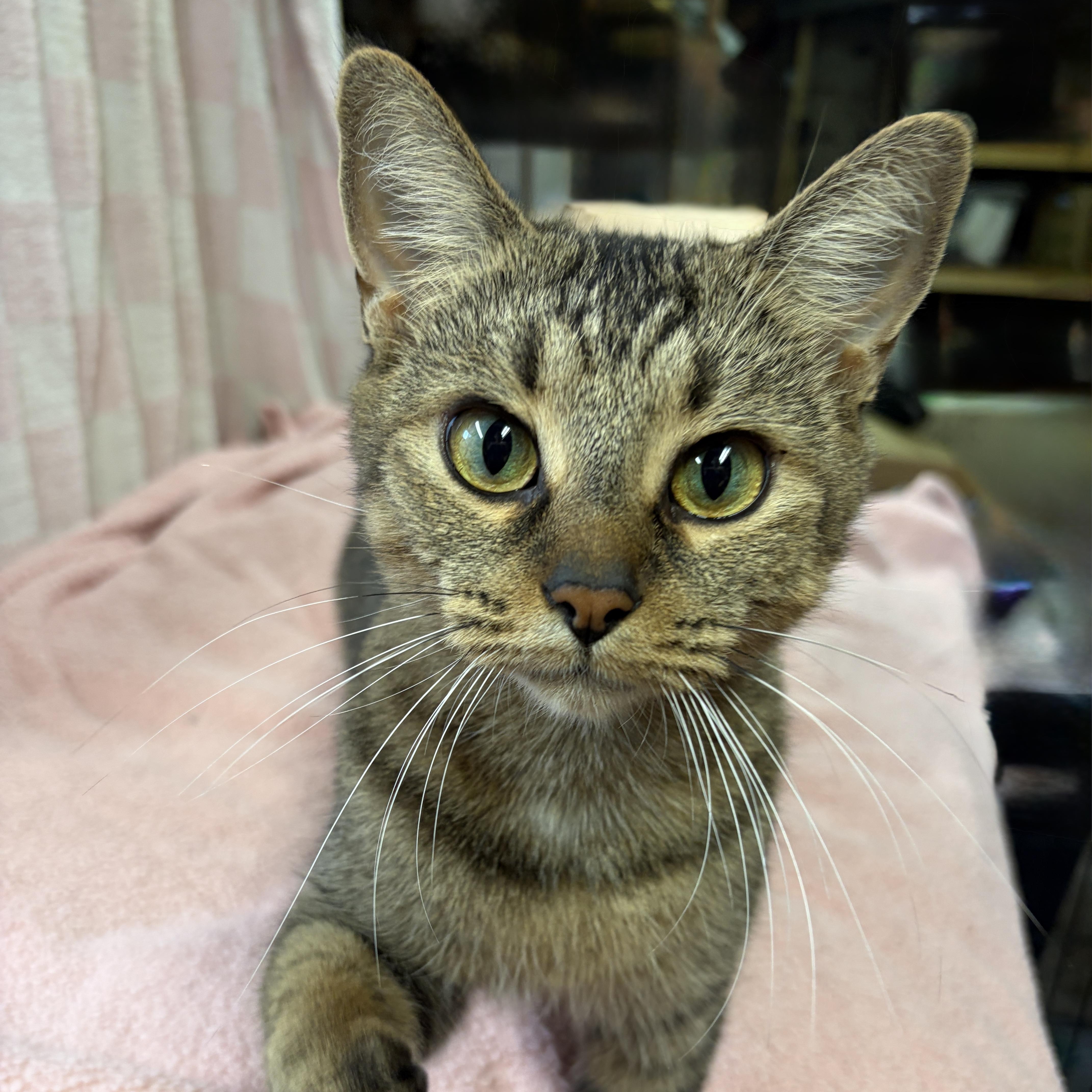 Enlarge LOVEY (only cat), a Adopted Tabby in Shakespeare, ON image 3/4