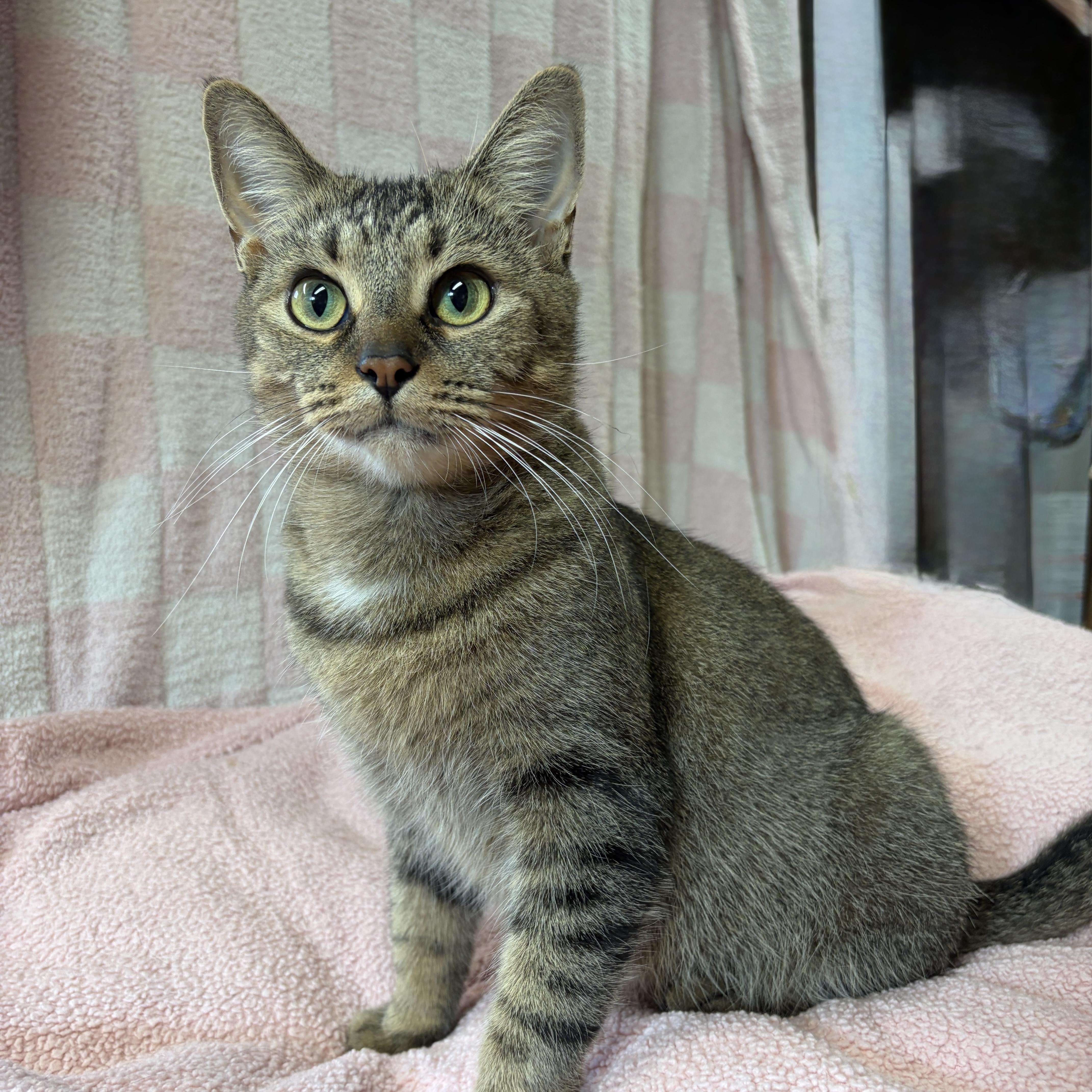 LOVEY (only cat), Adopted, Adult Female Tabby.
