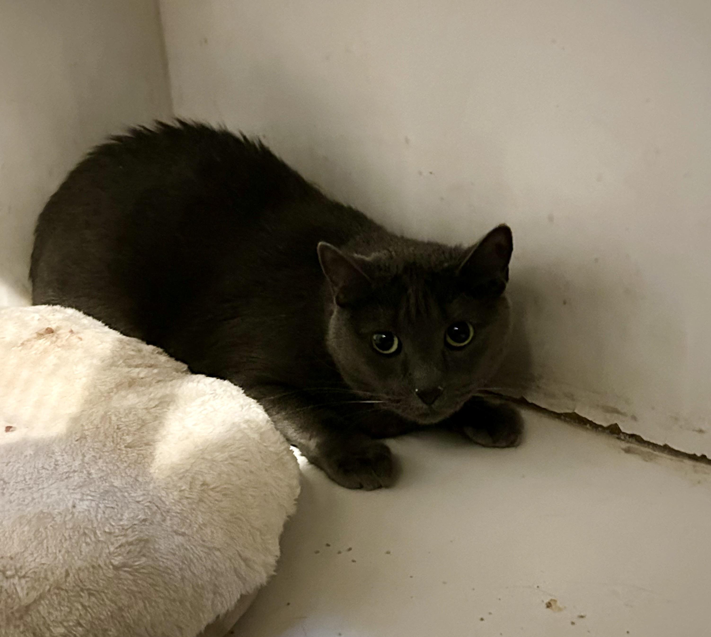 Lulu (with Feisty), Senior Female unknown