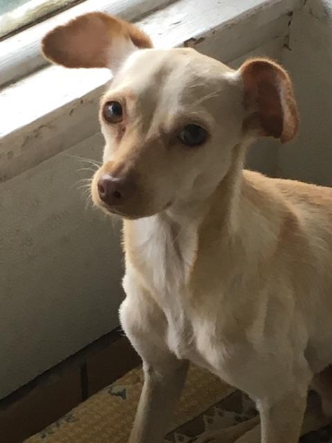 Charlie Brown, Adoptable, Young Male Chihuahua.