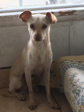 Charlie Brown, a Adoptable mixed breed in Brea, CA image 2/10