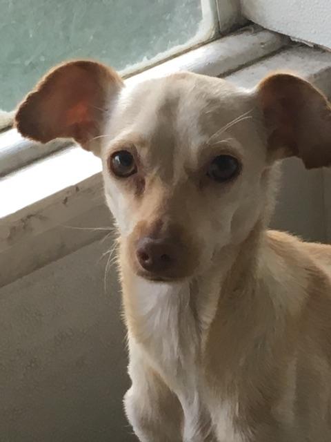 Charlie Brown, Adoptable, Young Male Chihuahua.
