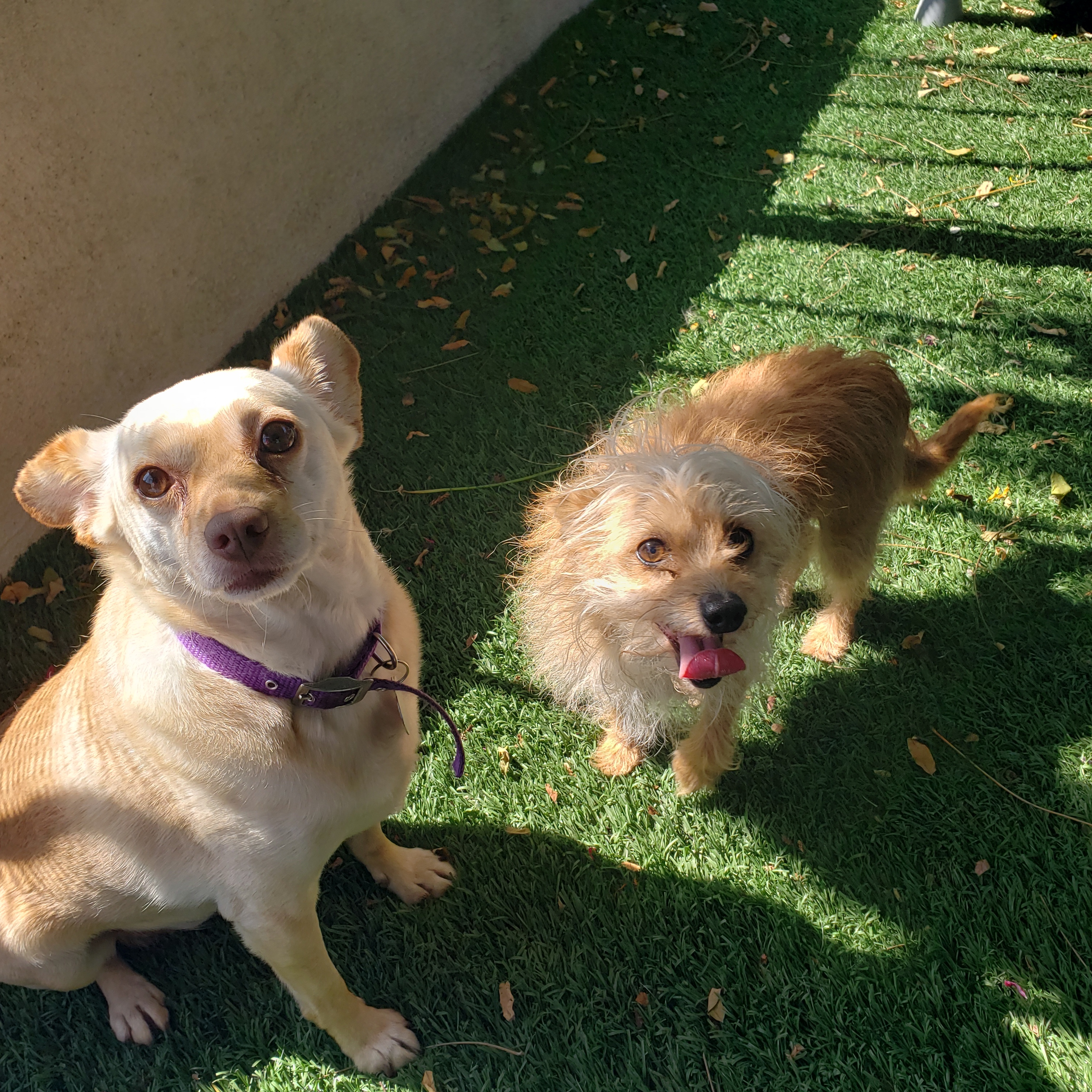 Charlie Brown, a Adoptable mixed breed in Brea, CA image 5/10