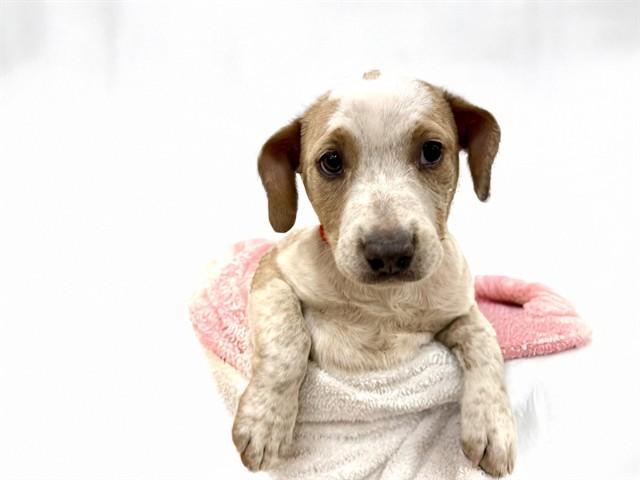 CLEMENTINE, Adoptable, Puppy Female Labrador Retriever & Mixed Breed.