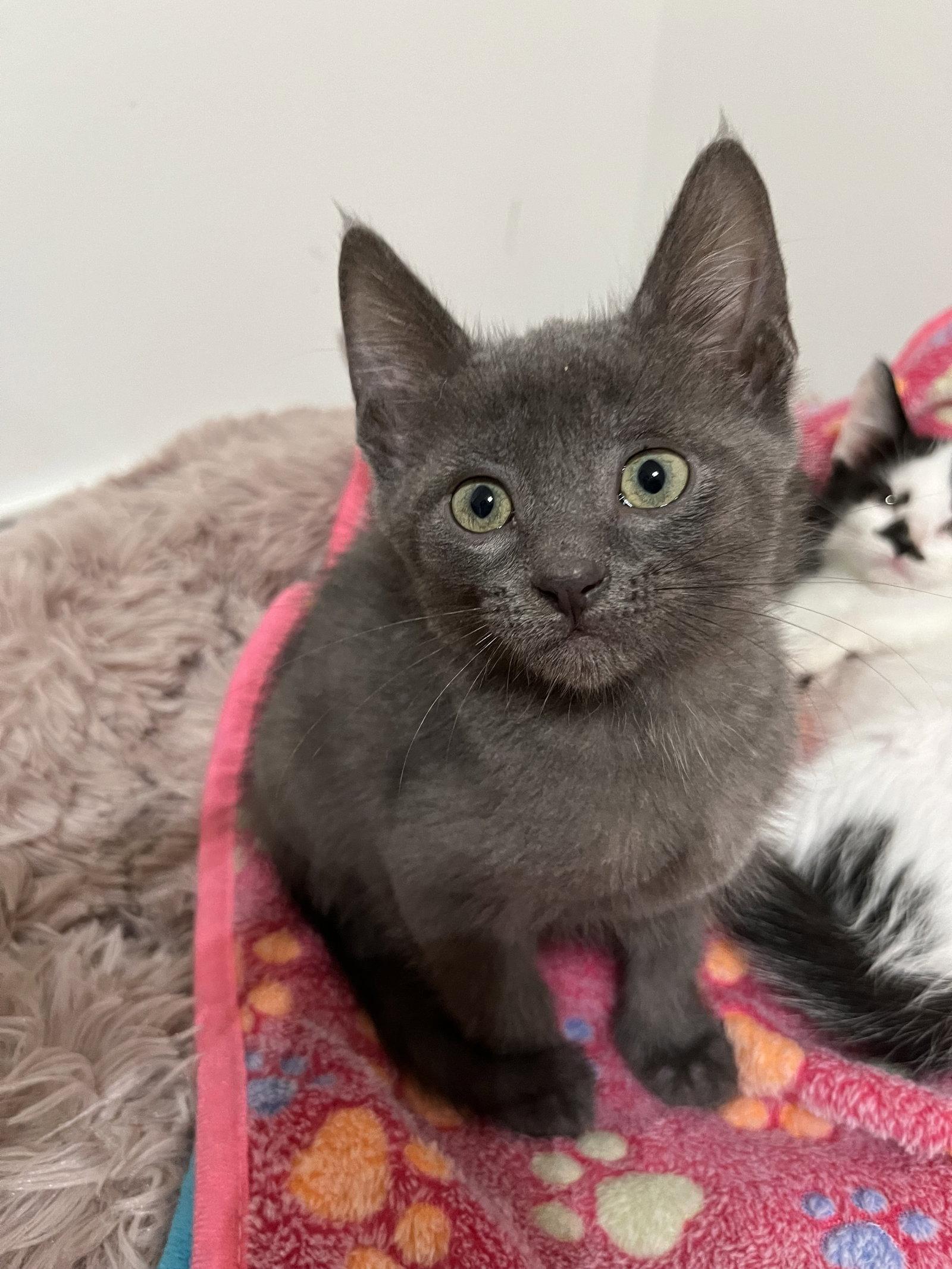 Enlarge Charming, a Adopted Domestic Short Hair in Columbus, IN image 1/1