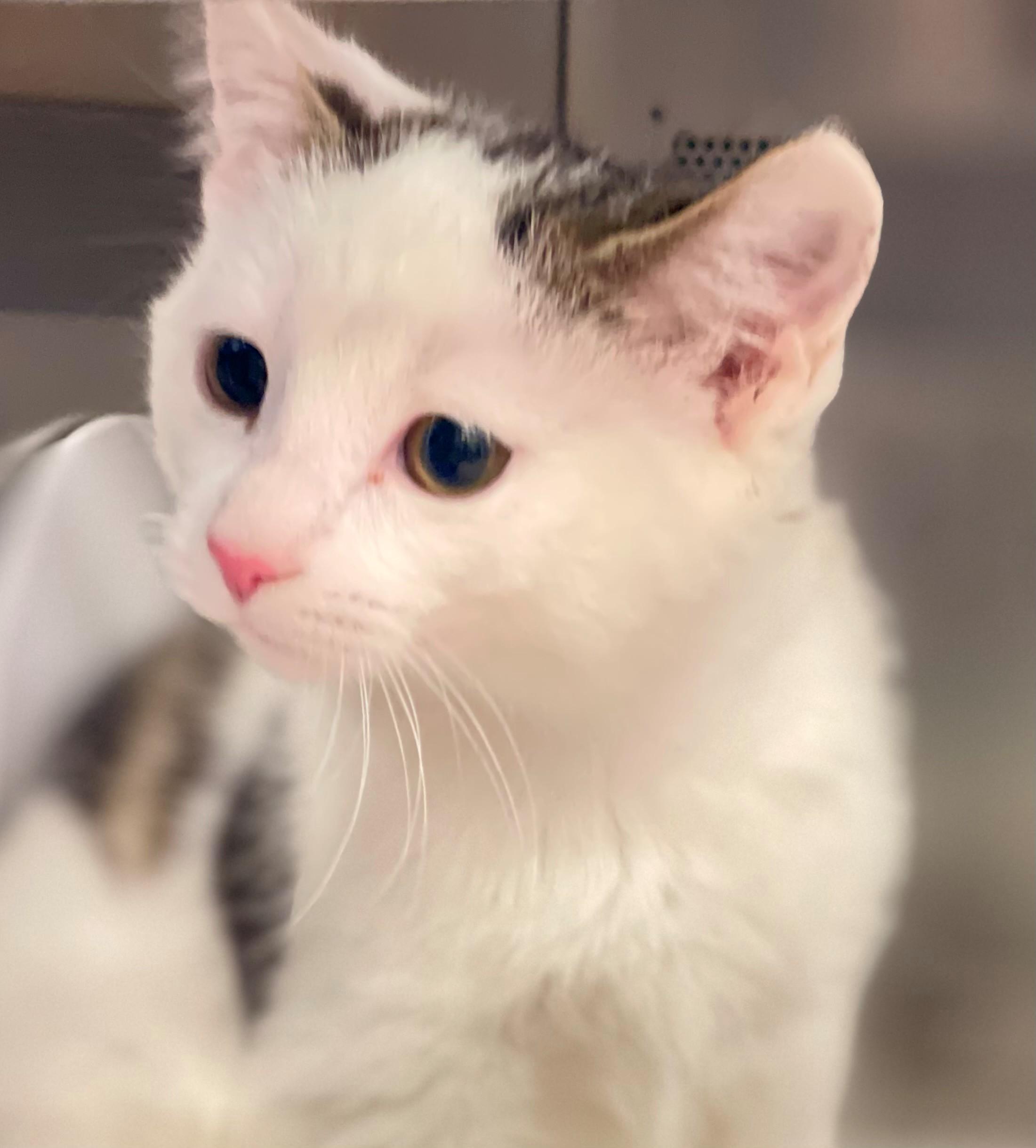 Mulder, adopted, Kitten Male Domestic Short Hair.