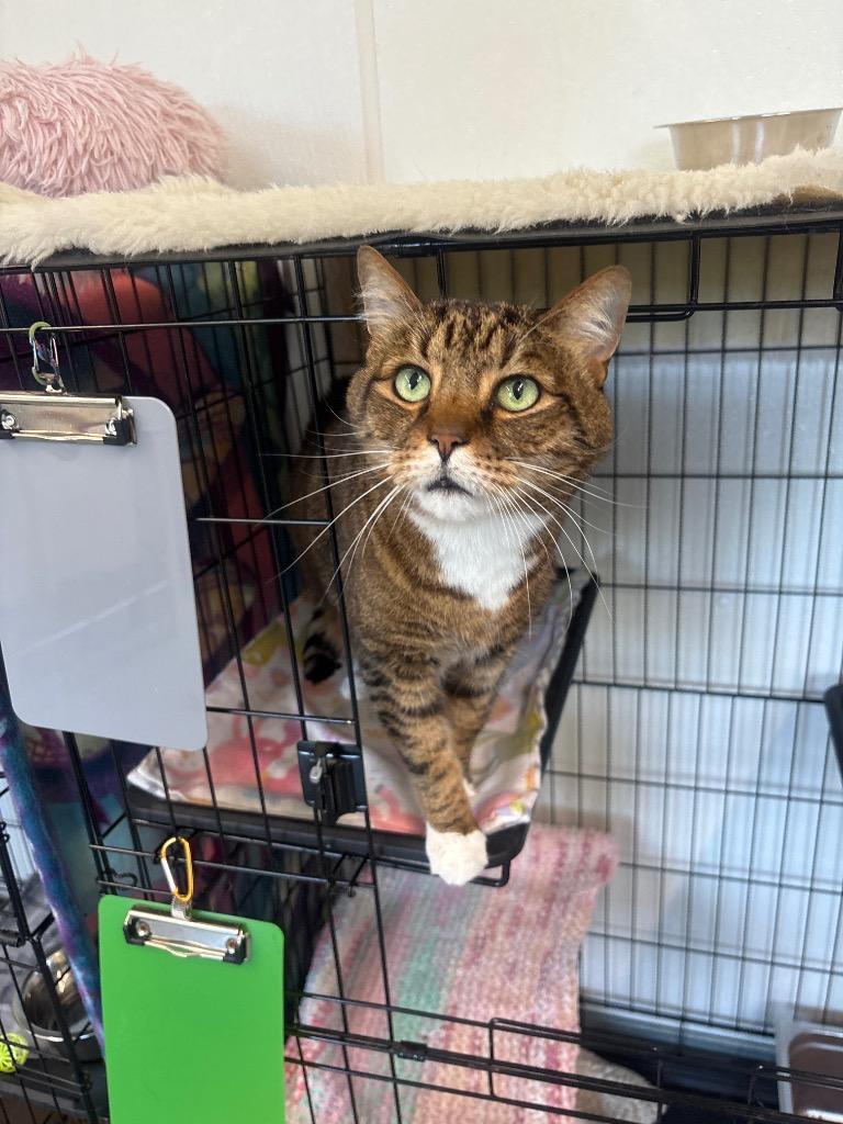 Enlarge Boots, a Adoptable mixed breed in Cumberland, ME image 1/5