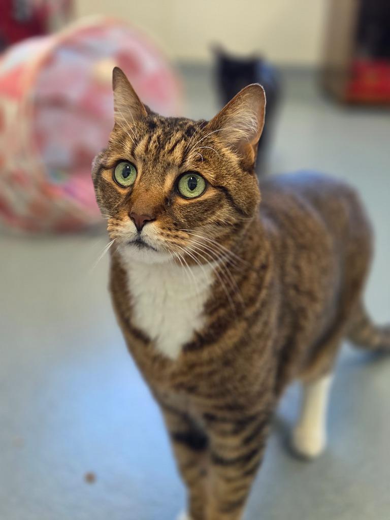 Enlarge Boots, a Adoptable mixed breed in Cumberland, ME image 2/5