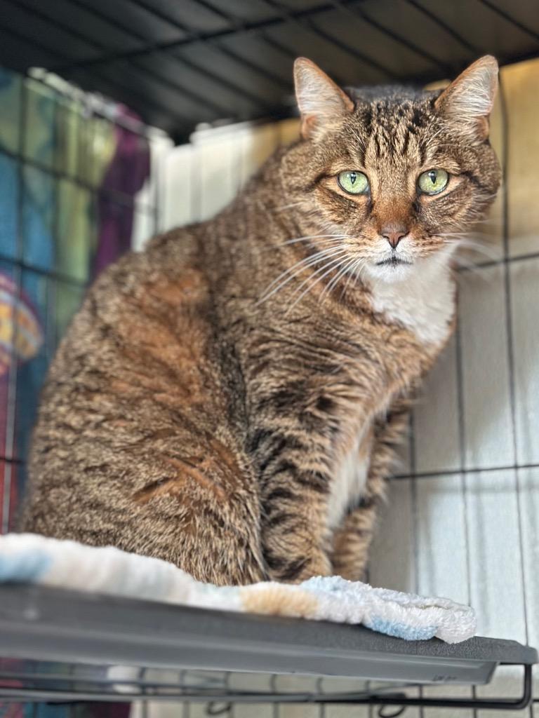 Enlarge Boots, a Adoptable mixed breed in Cumberland, ME image 3/5