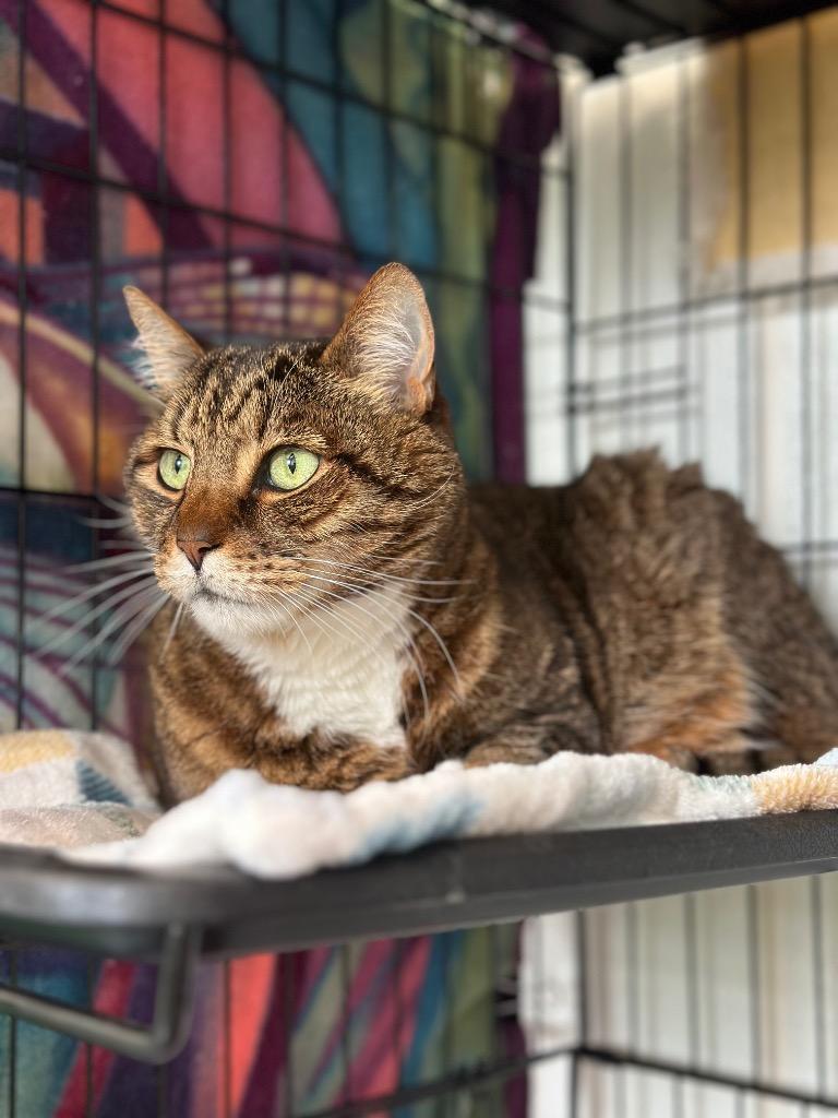 Enlarge Boots, a Adoptable mixed breed in Cumberland, ME image 4/5
