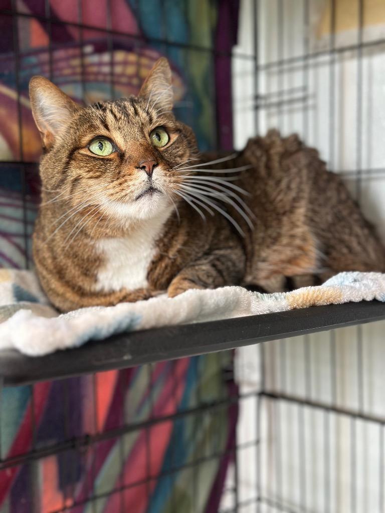 Enlarge Boots, a Adoptable mixed breed in Cumberland, ME image 5/5