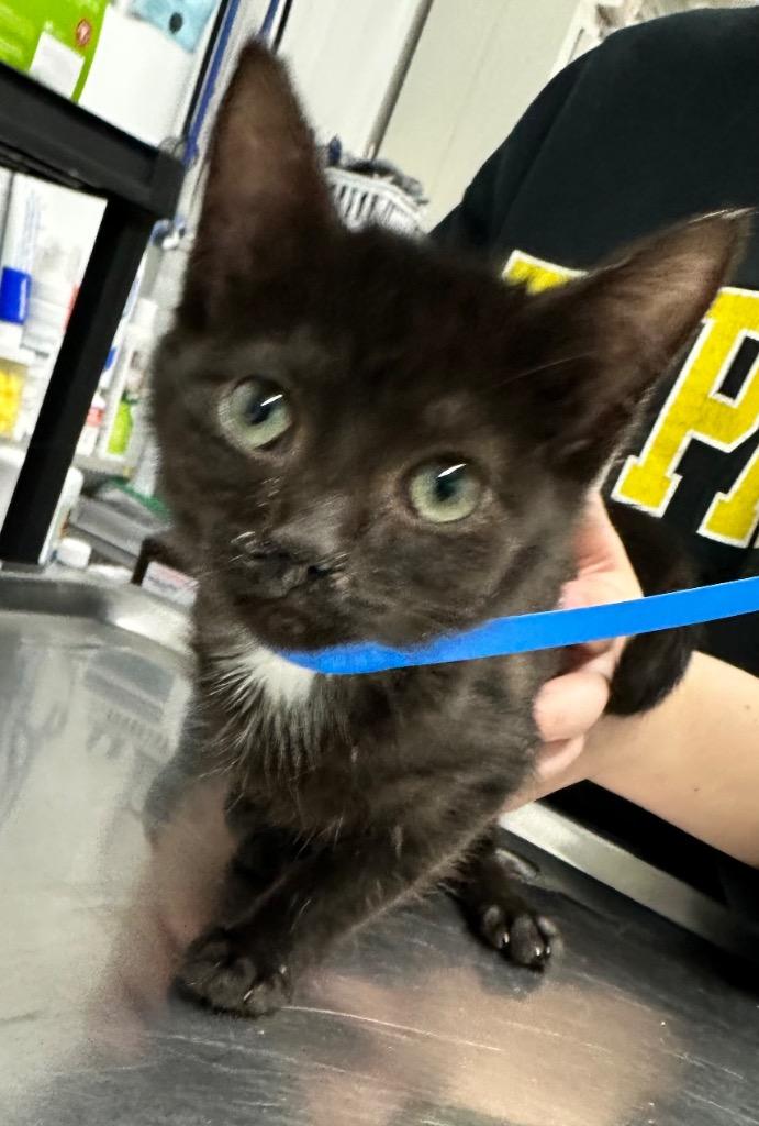 Enlarge Rose, a Adoptable mixed breed in Hillsdale, IN image 1/1