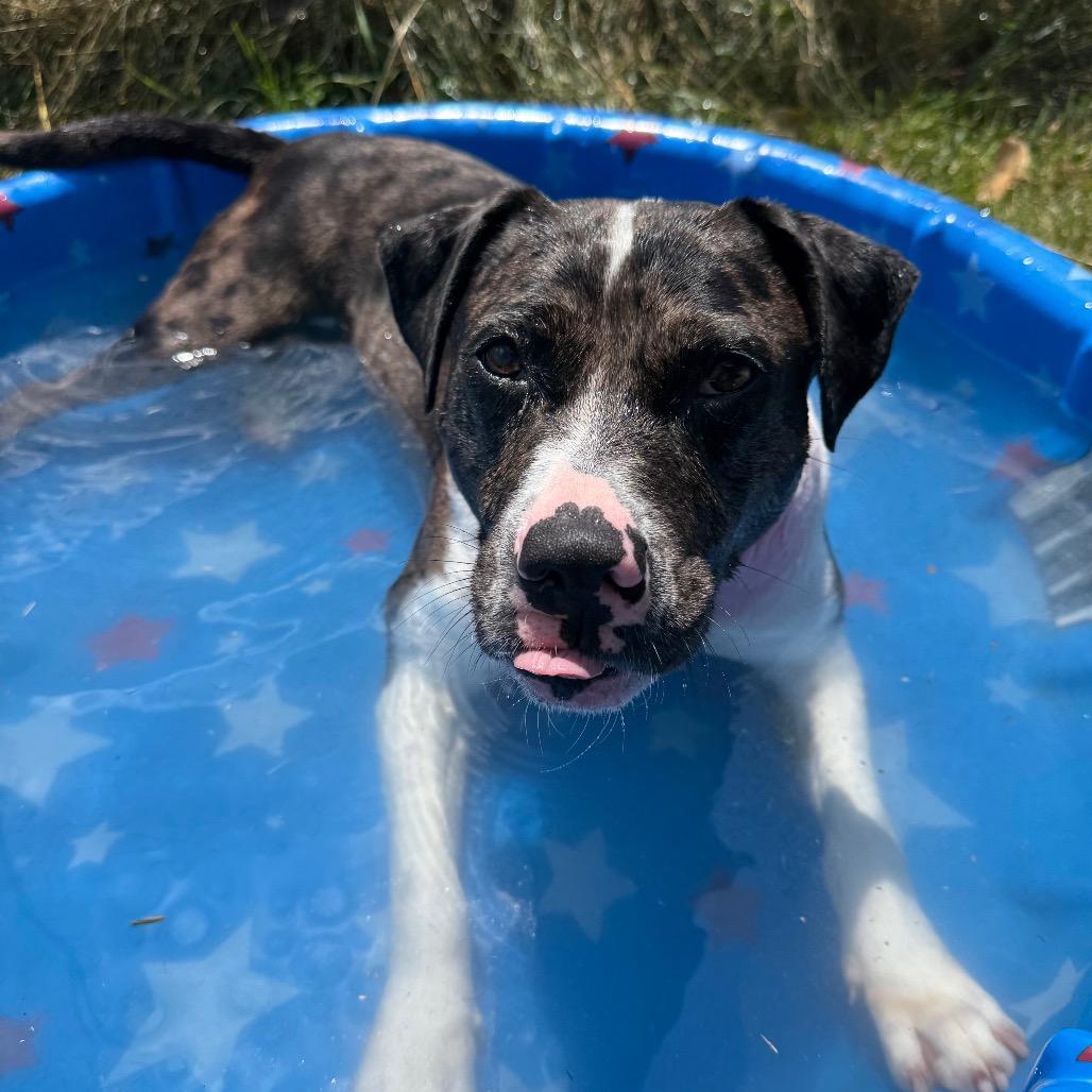 Quartz, Adoptable, Adult Female Terrier.