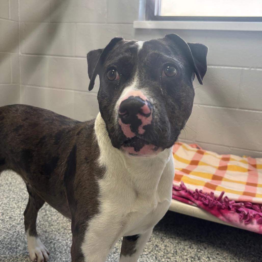 Quartz, a Adoptable Terrier in Brookfield, WI image 3/4