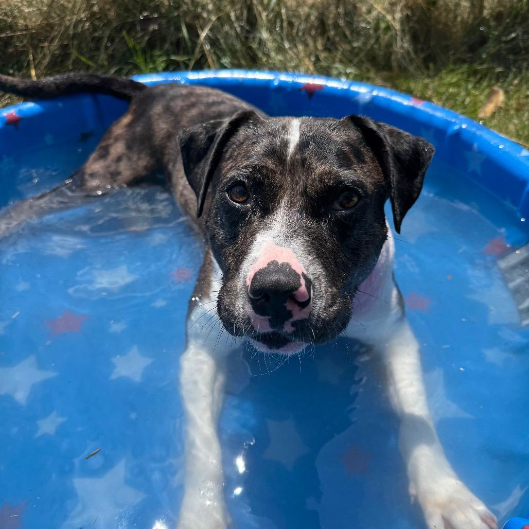 Enlarge Quartz, a Adoptable Terrier in Brookfield, WI image 5/6