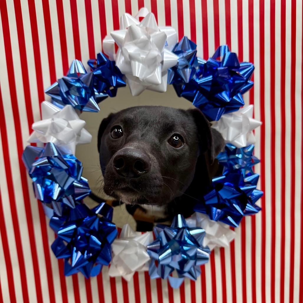 Minnow, Adoptable, Young Female Pit Bull Terrier.