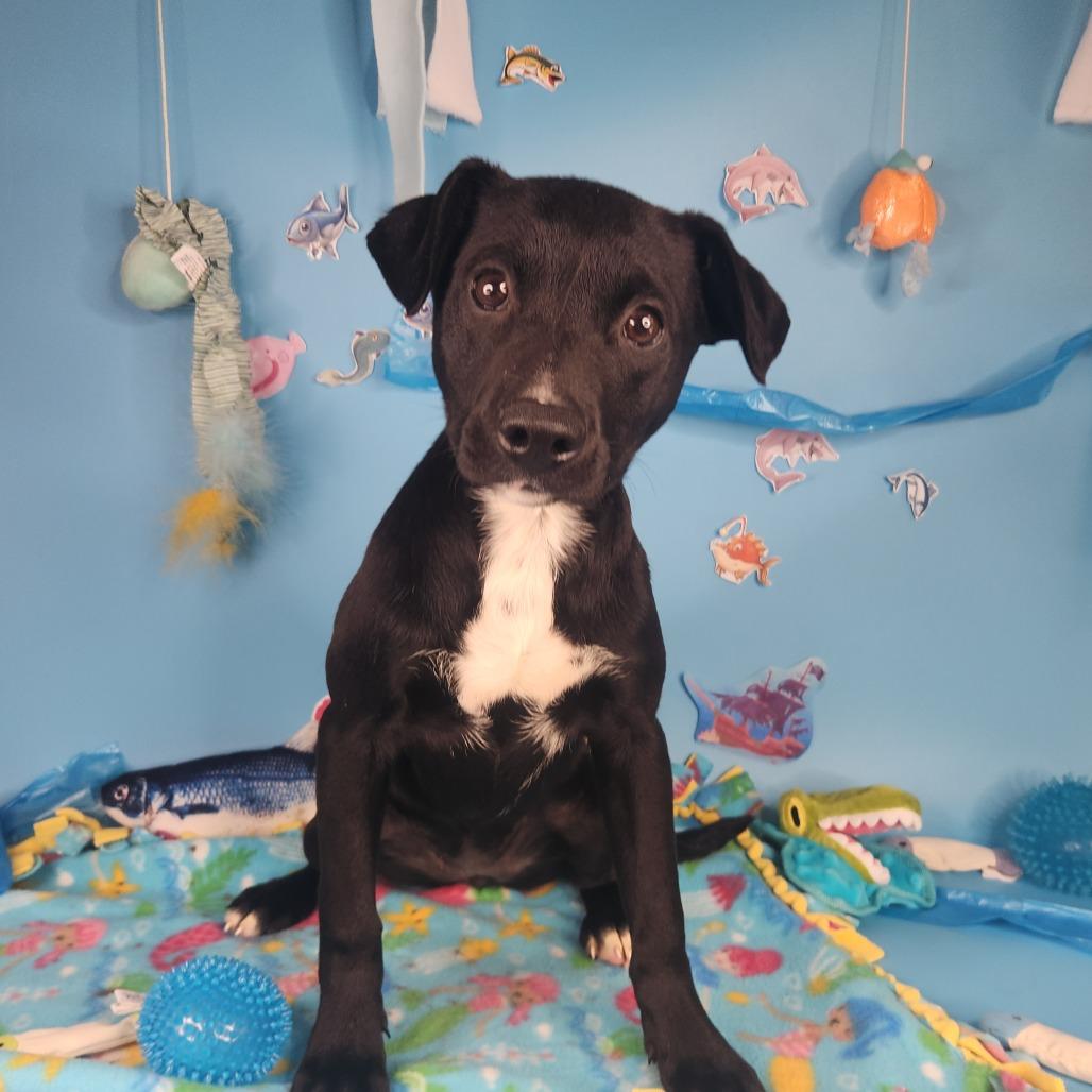 Enlarge Minnow, a Adoptable Pit Bull Terrier in Fort Wayne, IN image 2/2