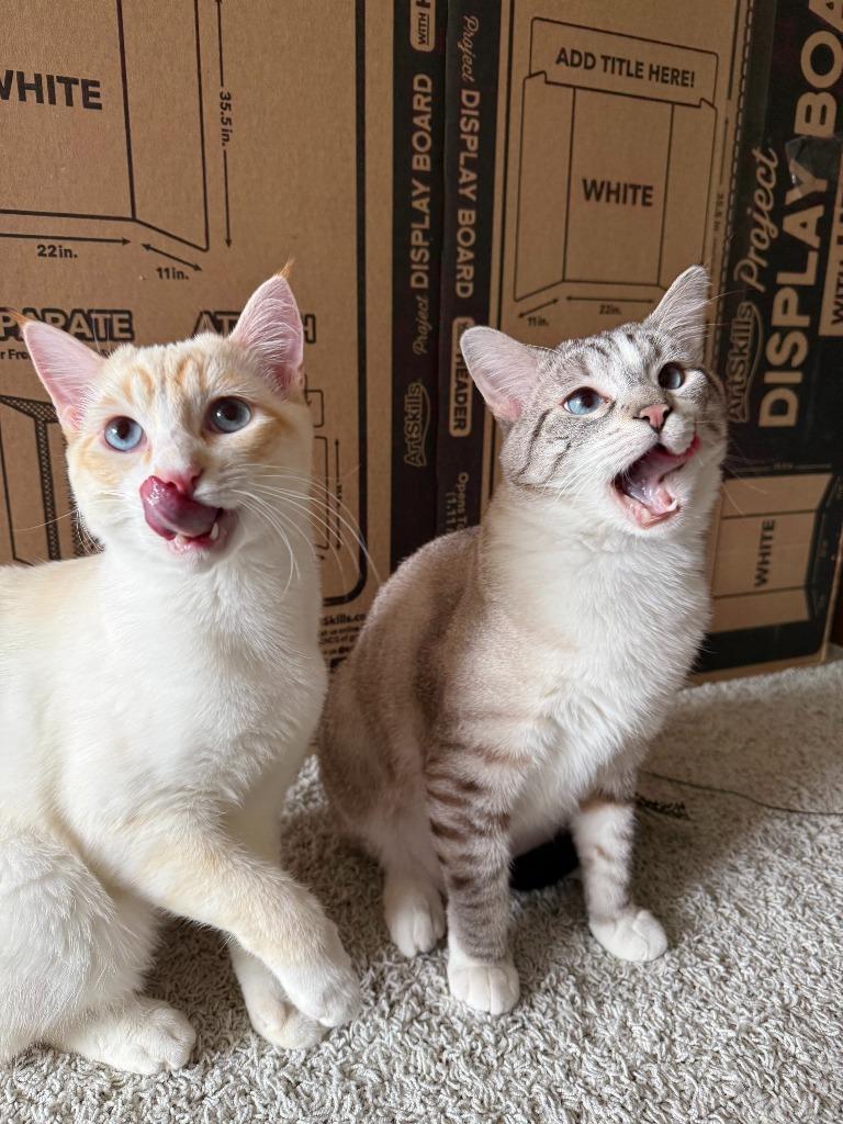 Cream (and Jello), Adoptable, Kitten Male Domestic Short Hair.