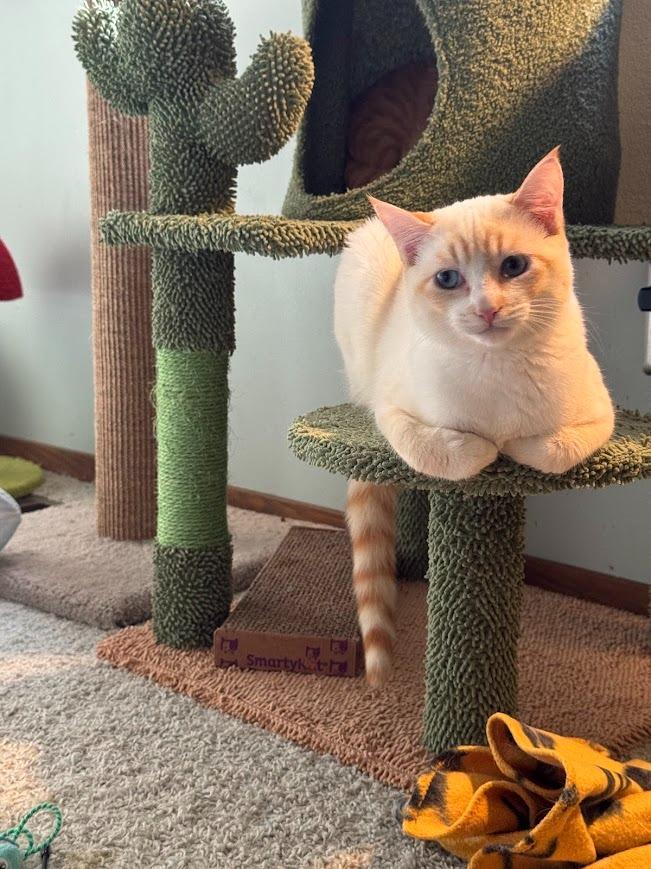 Enlarge Cream (and Jello), a Adoptable mixed breed in Shoreline, WA image 2/6