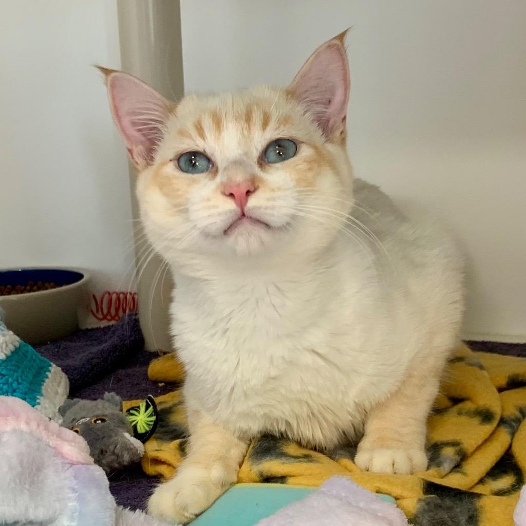 Enlarge Cream (and Jello), a Adoptable mixed breed in Shoreline, WA image 3/6