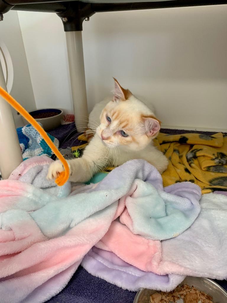 Enlarge Cream (and Jello), a Adoptable mixed breed in Shoreline, WA image 4/6