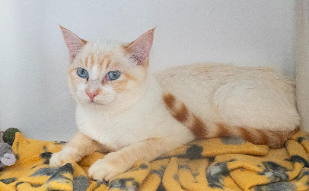 Enlarge Cream (and Jello), a Adoptable mixed breed in Shoreline, WA image 5/6