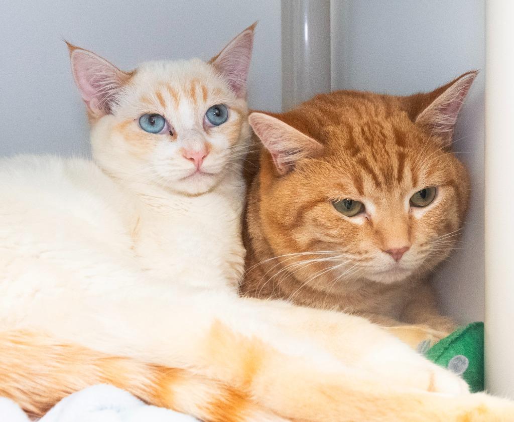 Enlarge Cream (and Jello), a Adoptable mixed breed in Shoreline, WA image 6/6