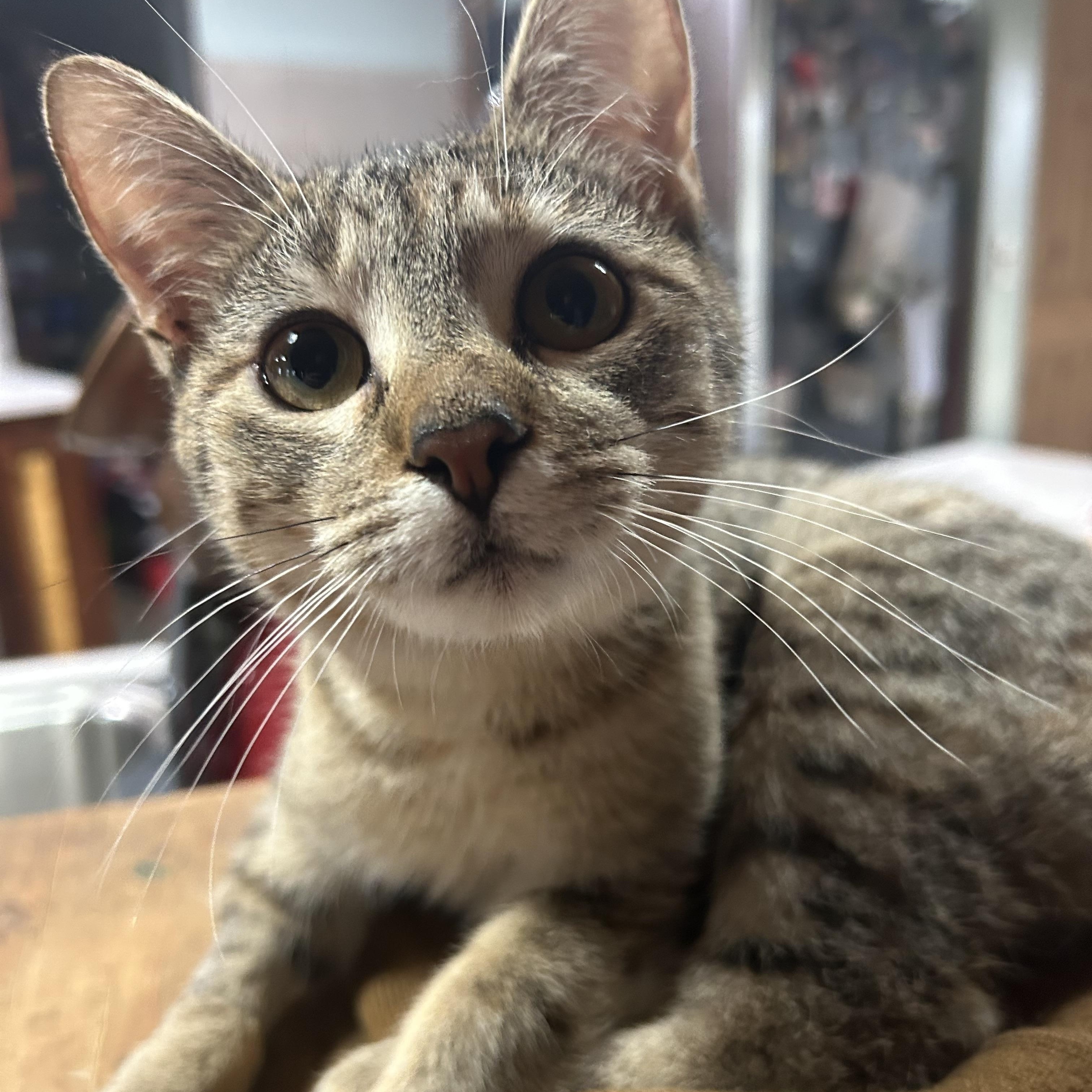 Enlarge Pirelli, a Adoptable Domestic Short Hair in Seguin, TX image 4/4