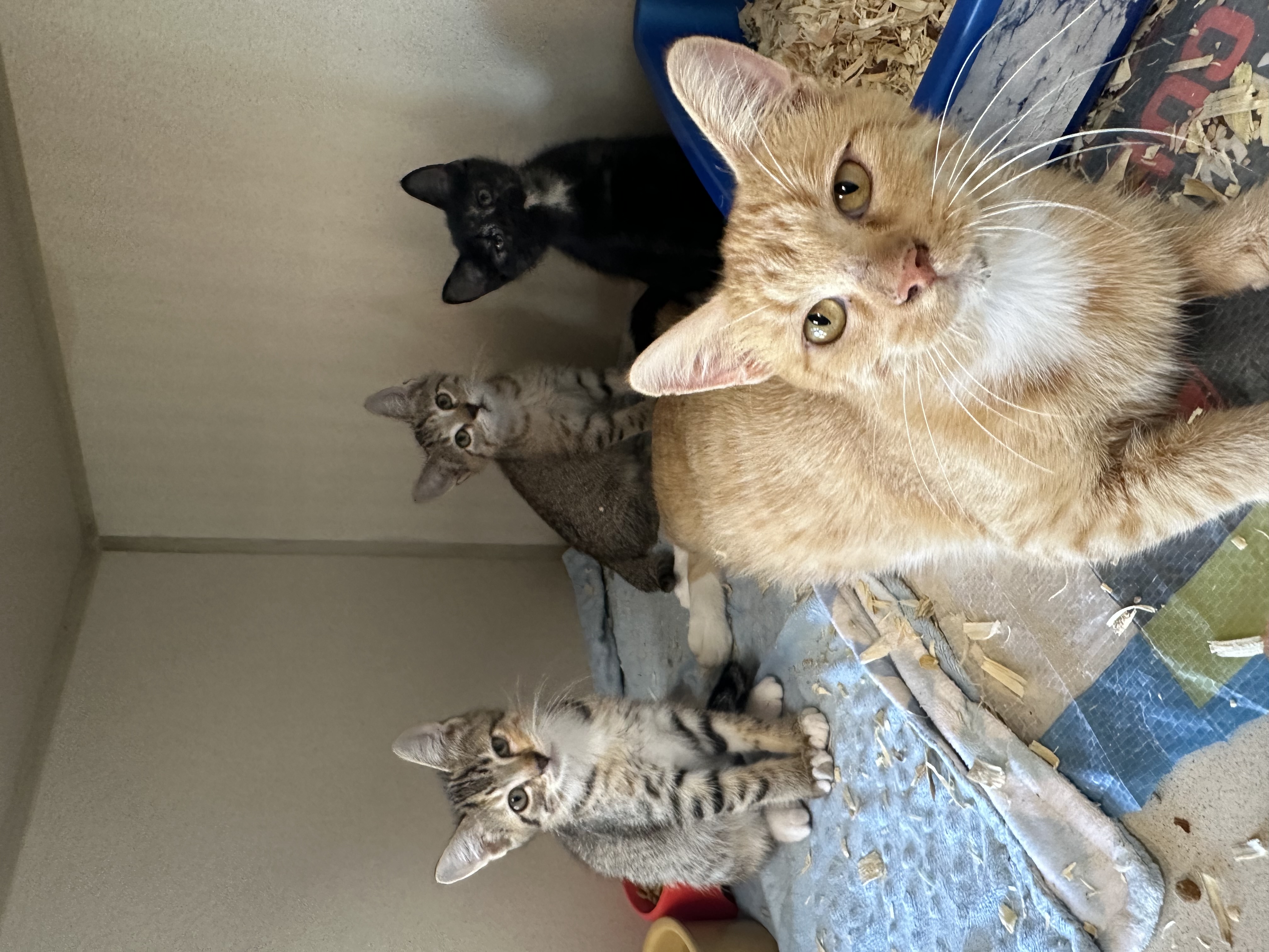 Enlarge Pirelli, a Adoptable Domestic Short Hair in Seguin, TX image 2/4