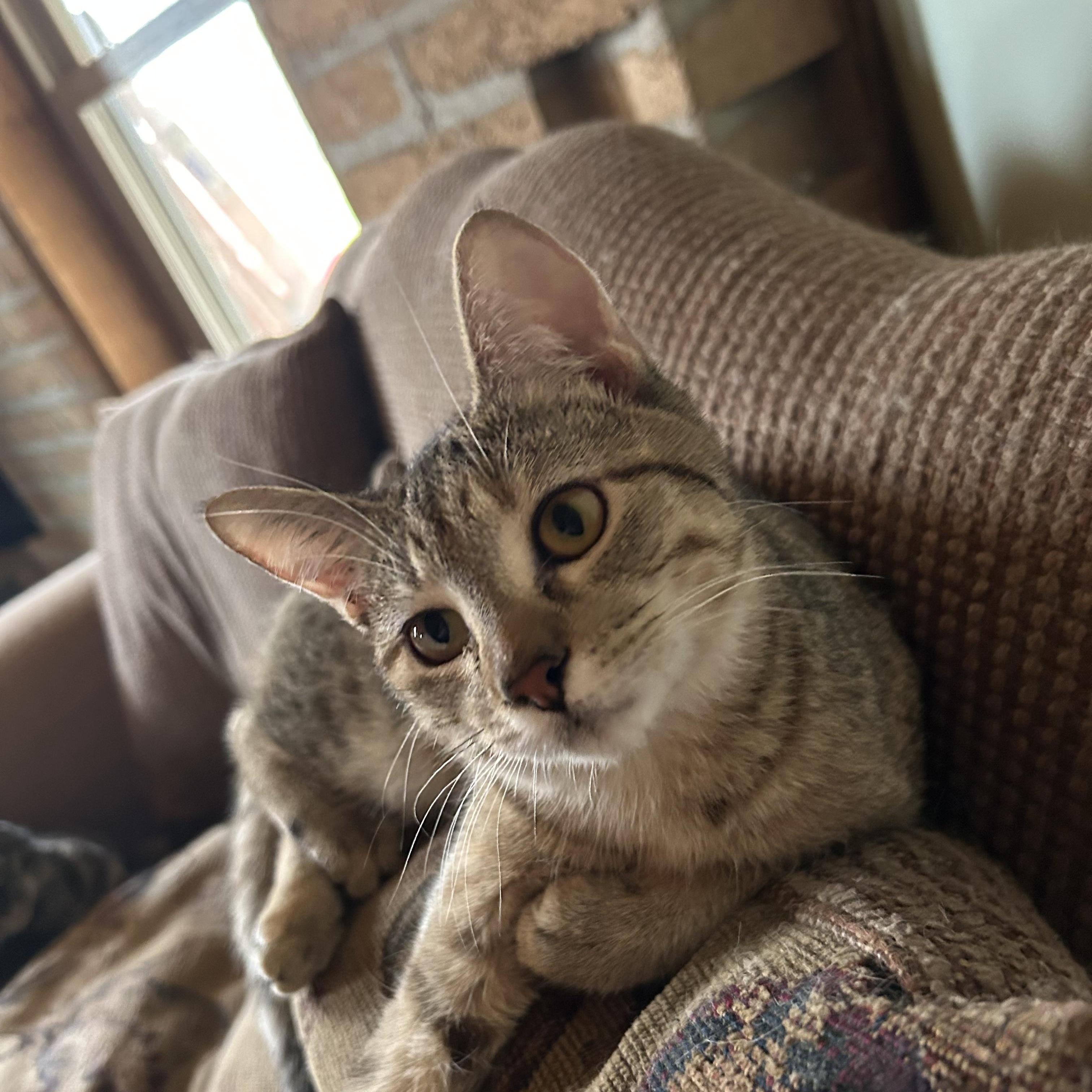 Enlarge Pirelli, a Adoptable Domestic Short Hair in Seguin, TX image 1/4