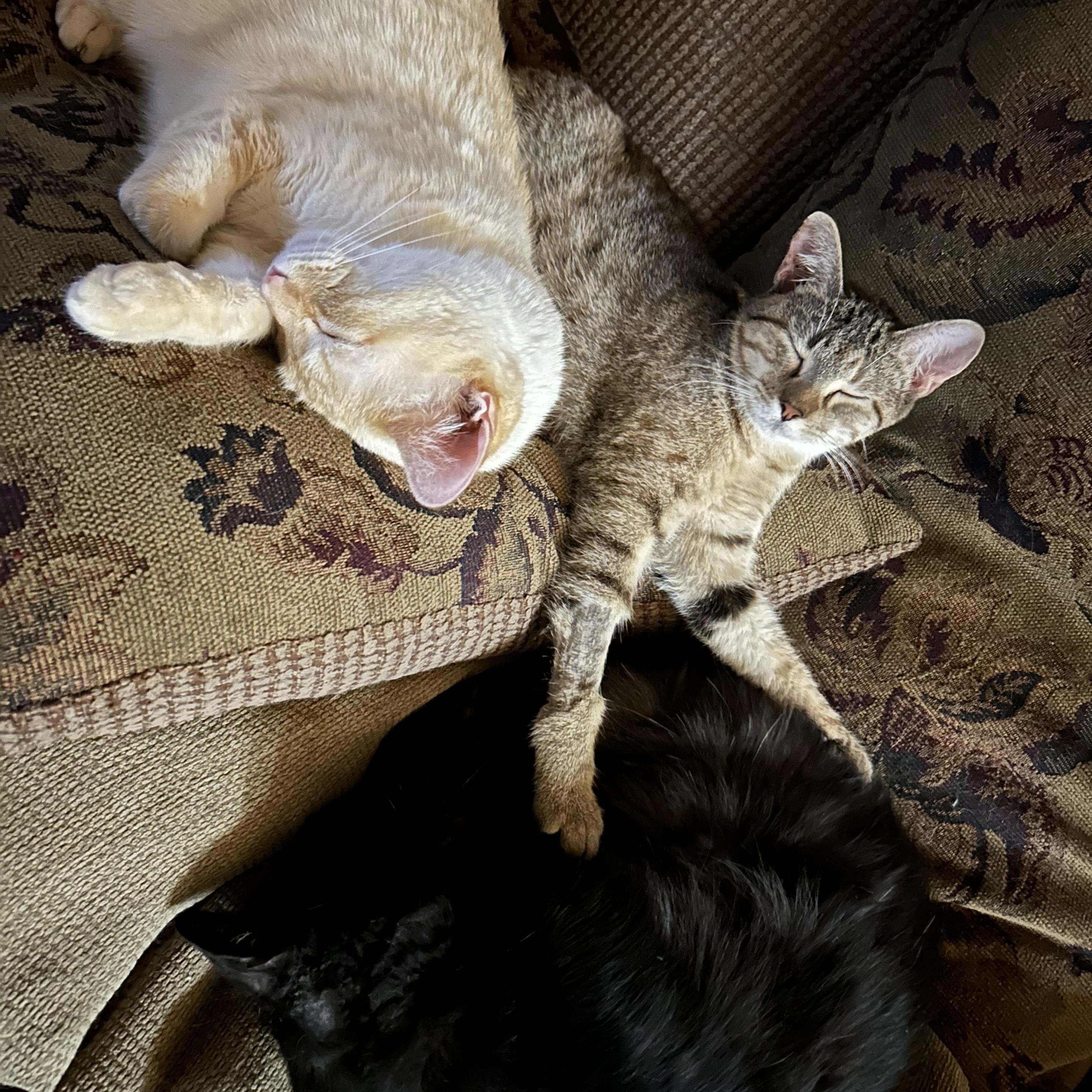 Enlarge Pirelli, a Adoptable Domestic Short Hair in Seguin, TX image 3/4