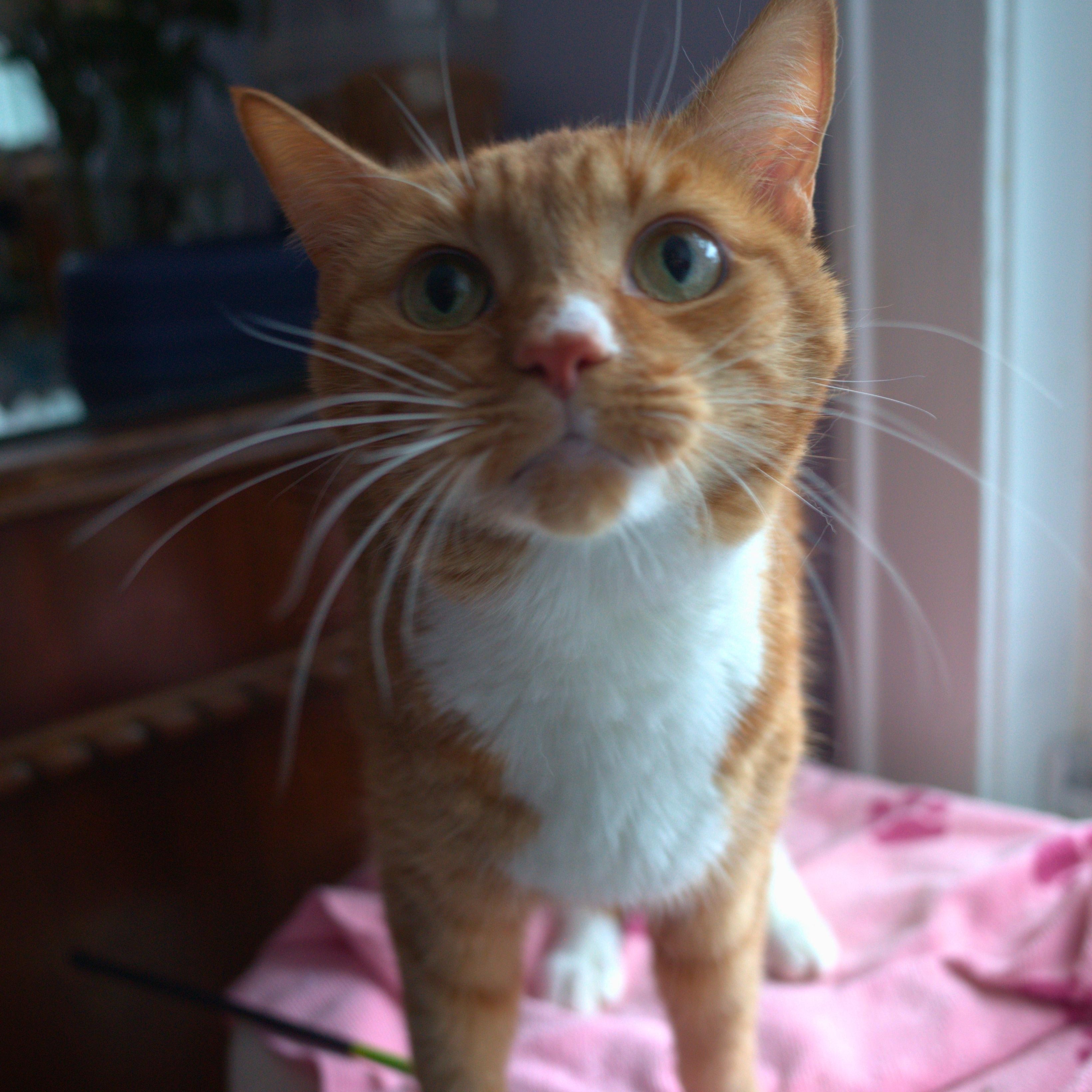 Bambi, a Adoptable Tabby in Kew Gardens, NY image 2/3