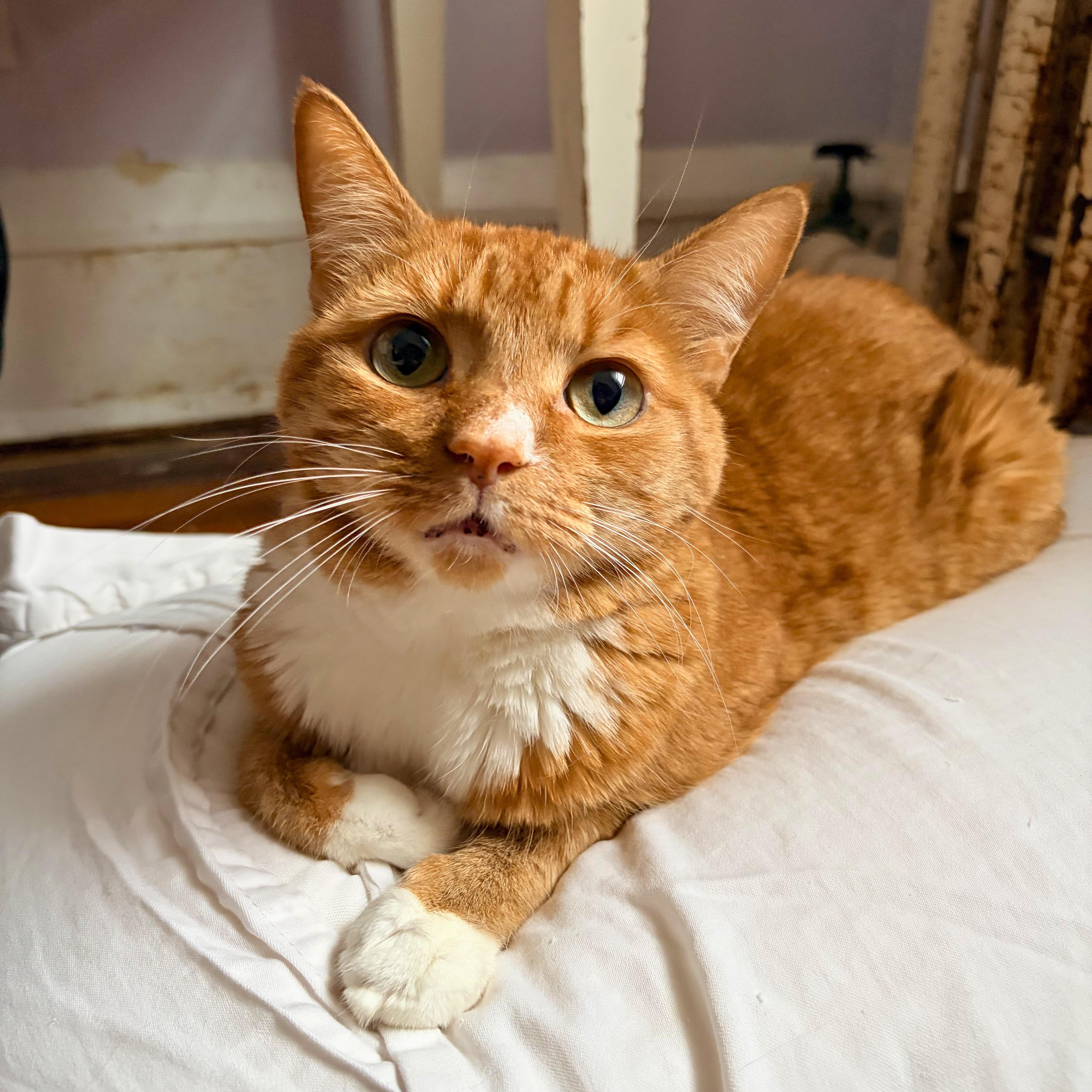 Bambi, Adoptable, Adult Female Tabby.
