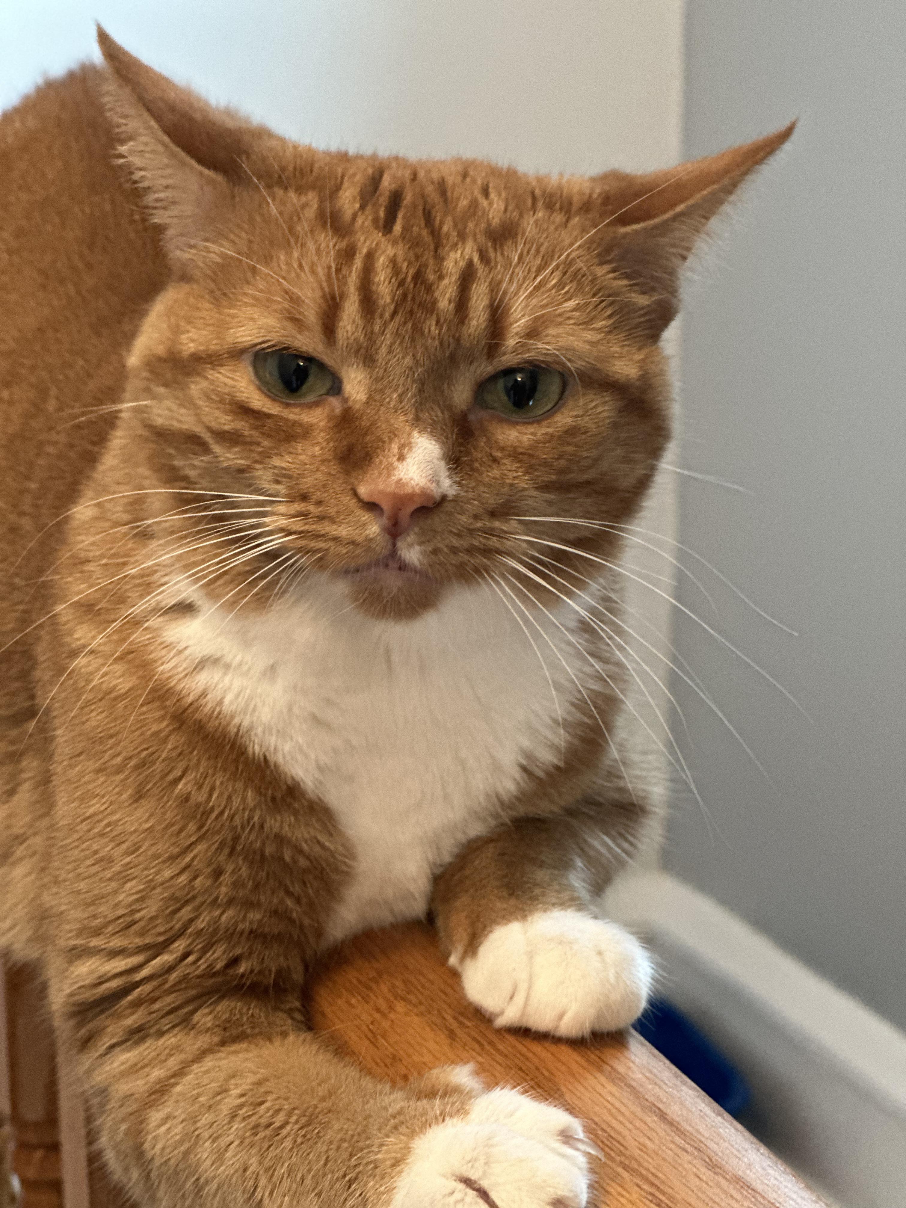 Enlarge Bambi, a Adoptable Tabby in Kew Gardens, NY image 1/2