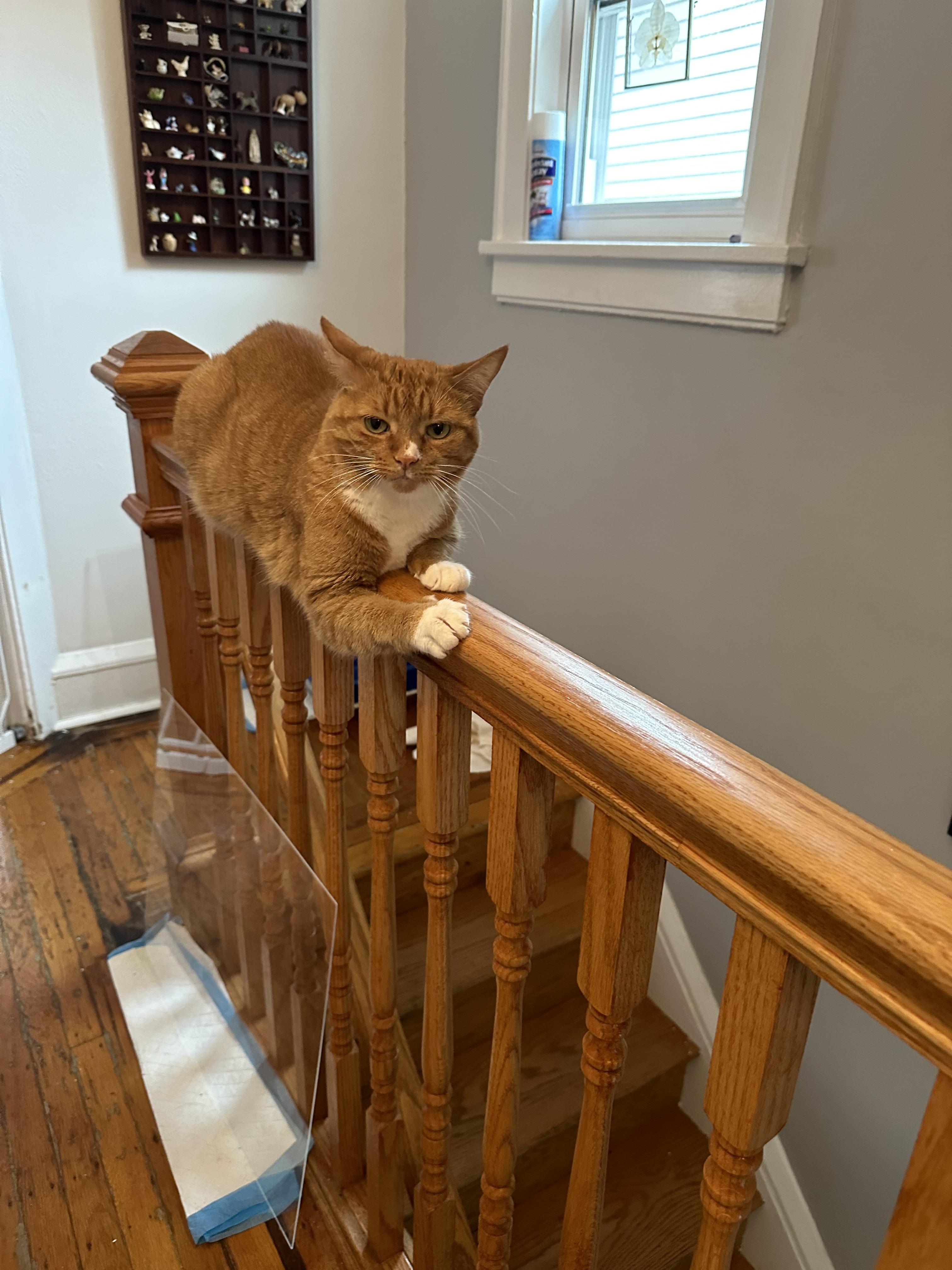Enlarge Bambi, a Adoptable Tabby in Kew Gardens, NY image 2/2