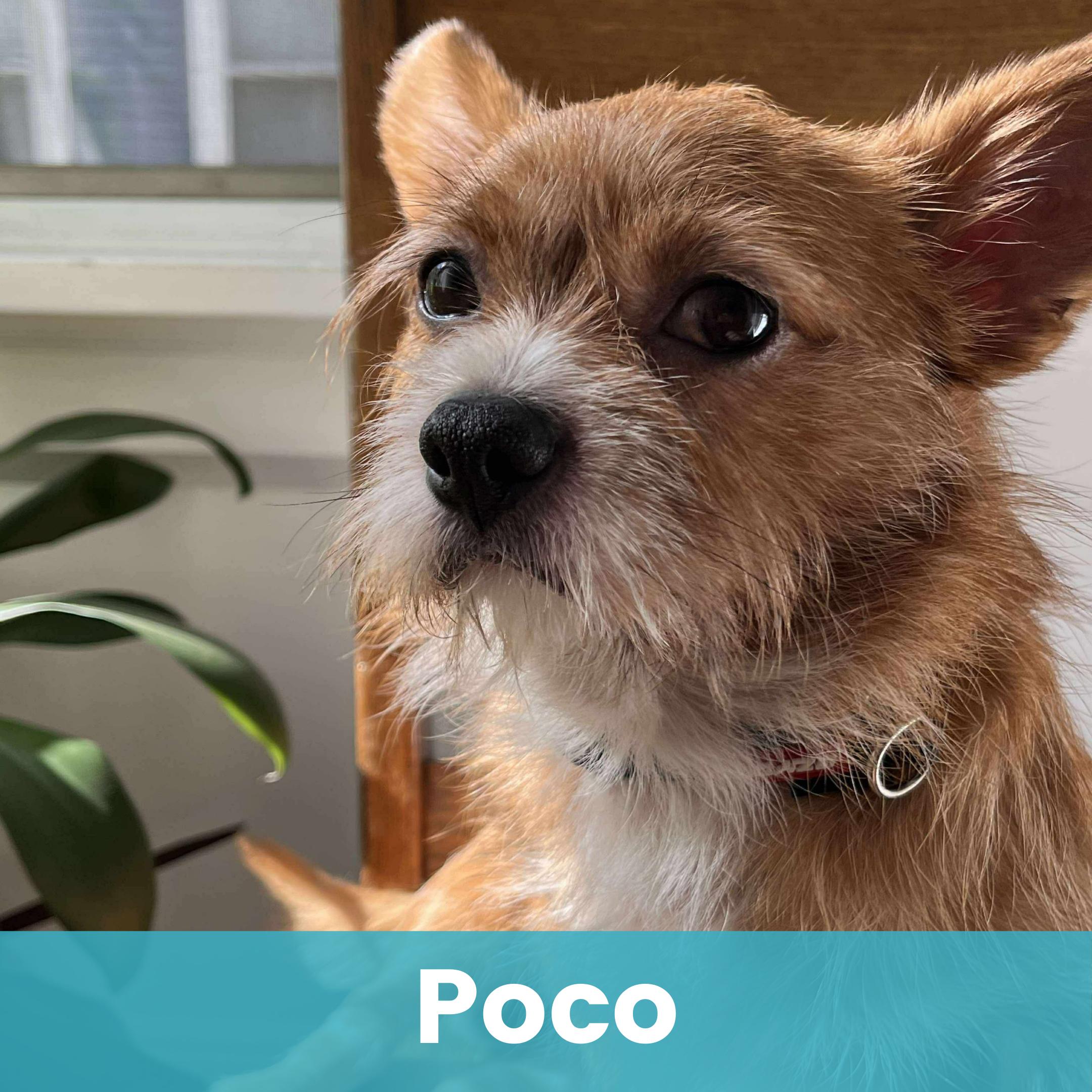 Poco