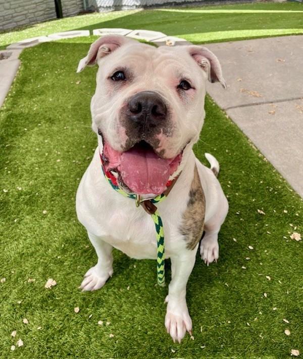 Torta, Adoptable, Adult Female American Bulldog.