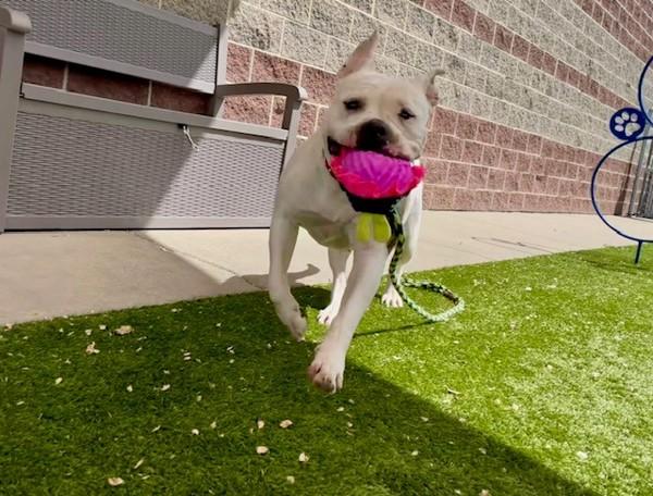 Torta, a Adoptable mixed breed in Salt Lake City, UT image 2/6